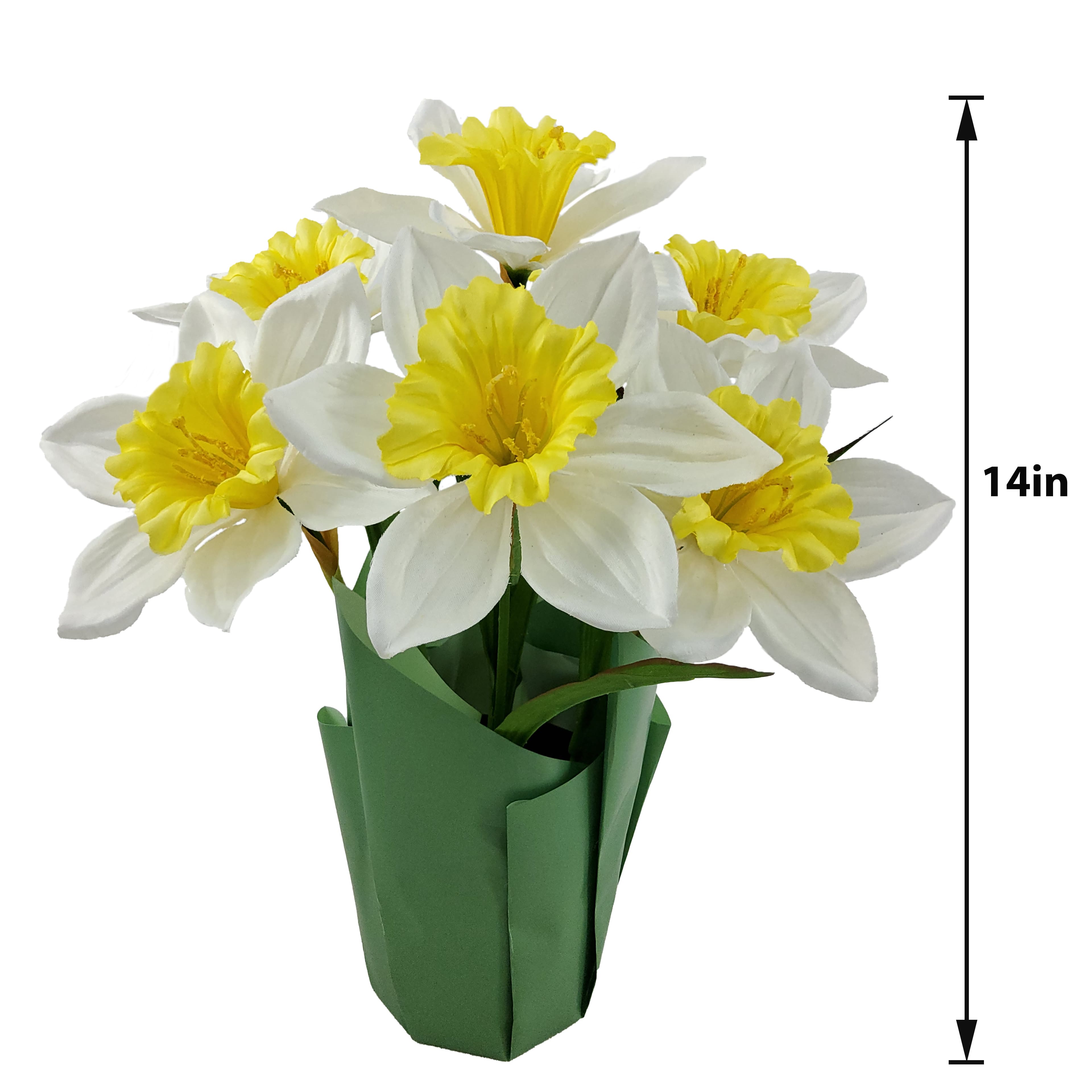 14&#x22; Potted Daffodil Plant by Ashland&#xAE;