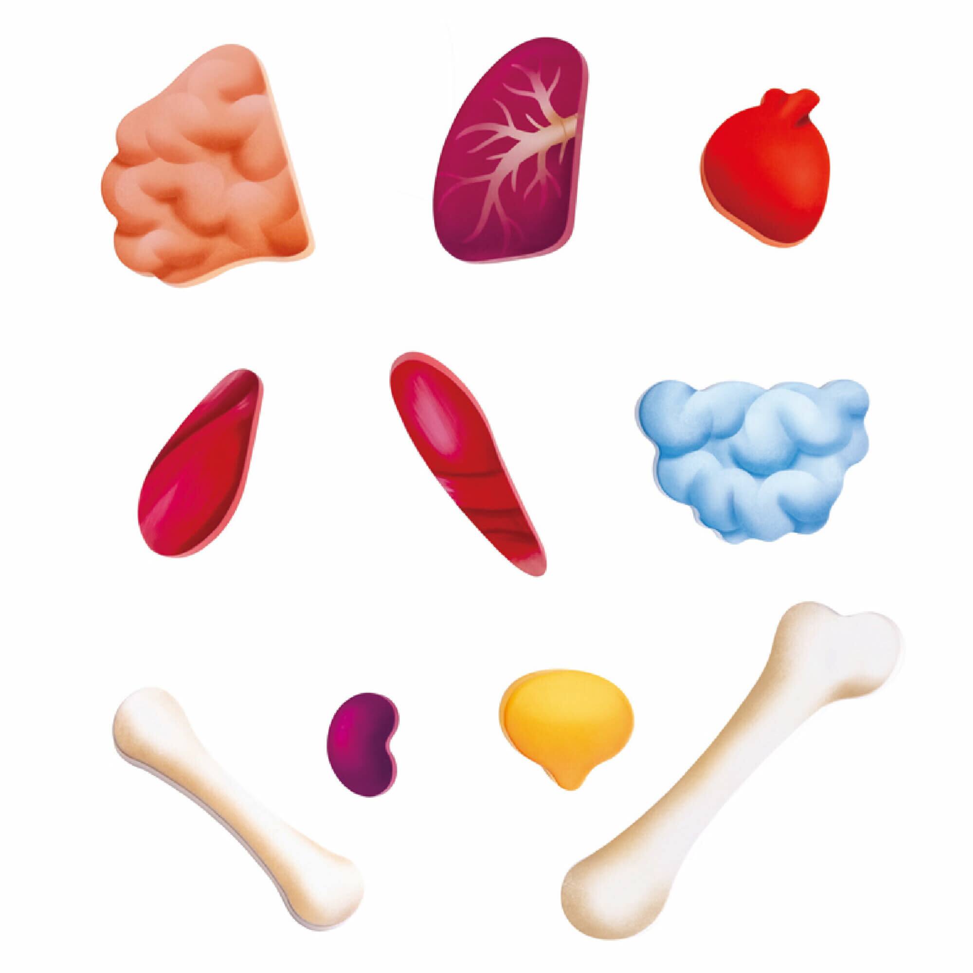 Hape Human Body Oversize Educational Puzzle