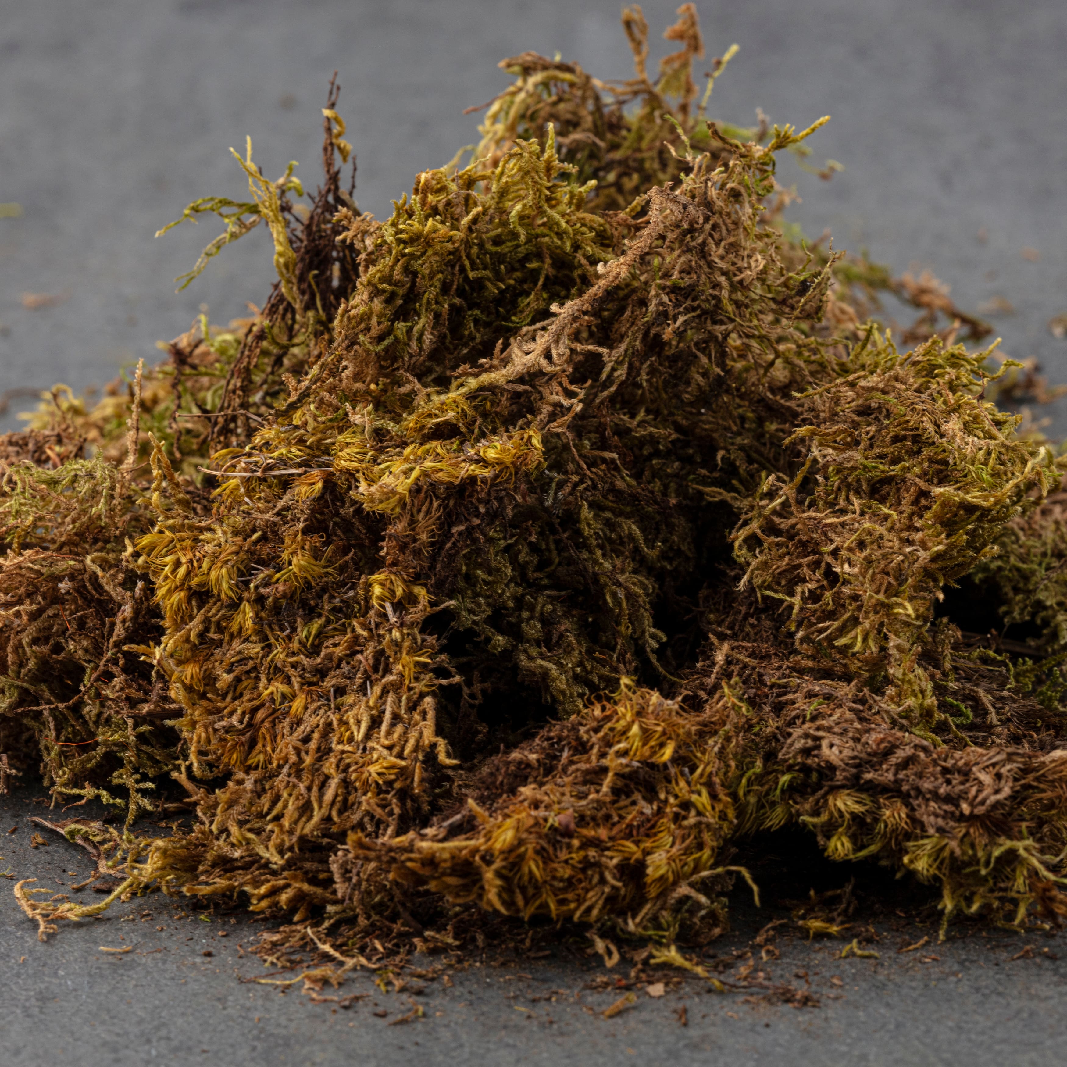 12 Pack: Decorative Moss by Ashland®