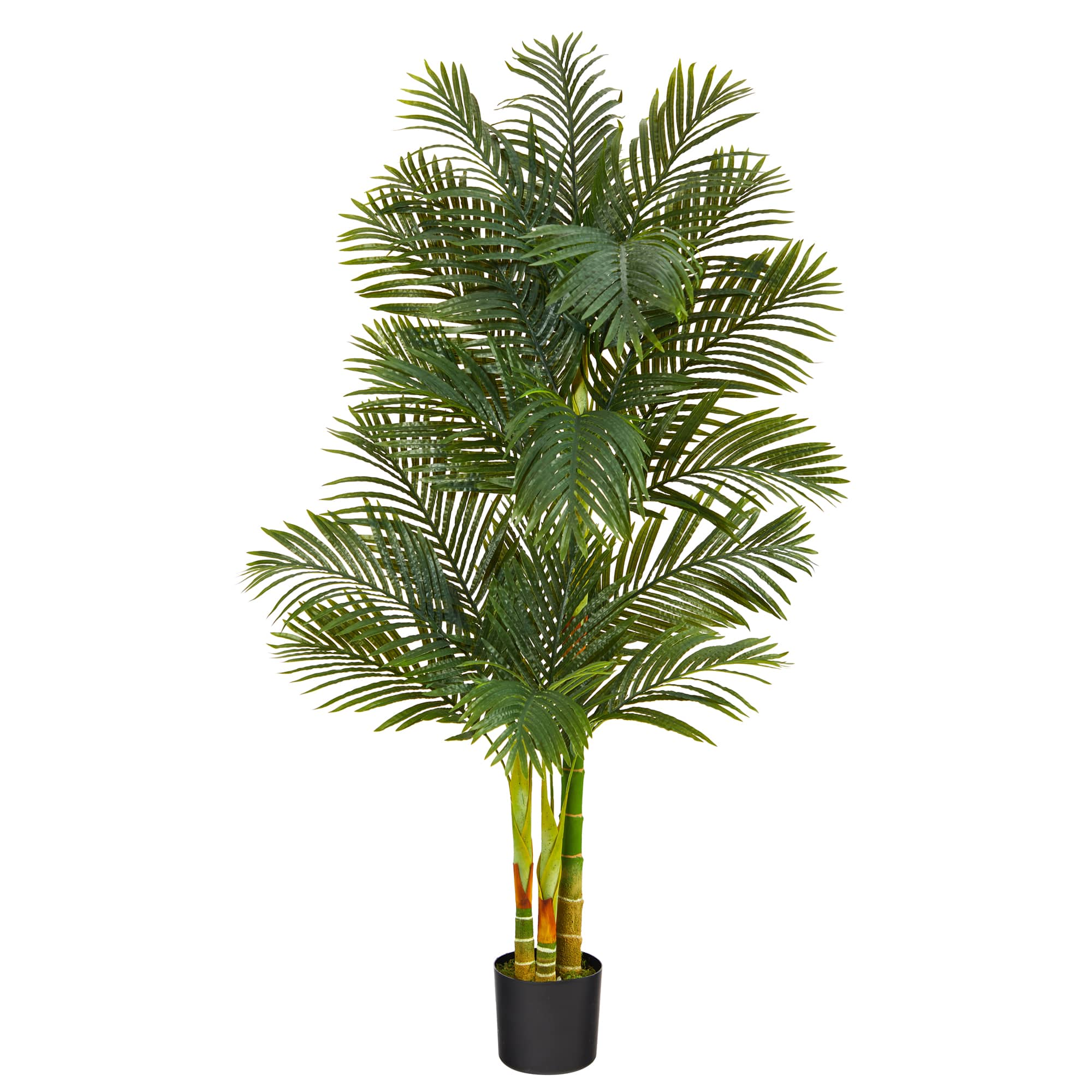 6ft. Potted Golden Cane Palm Tree | Michaels