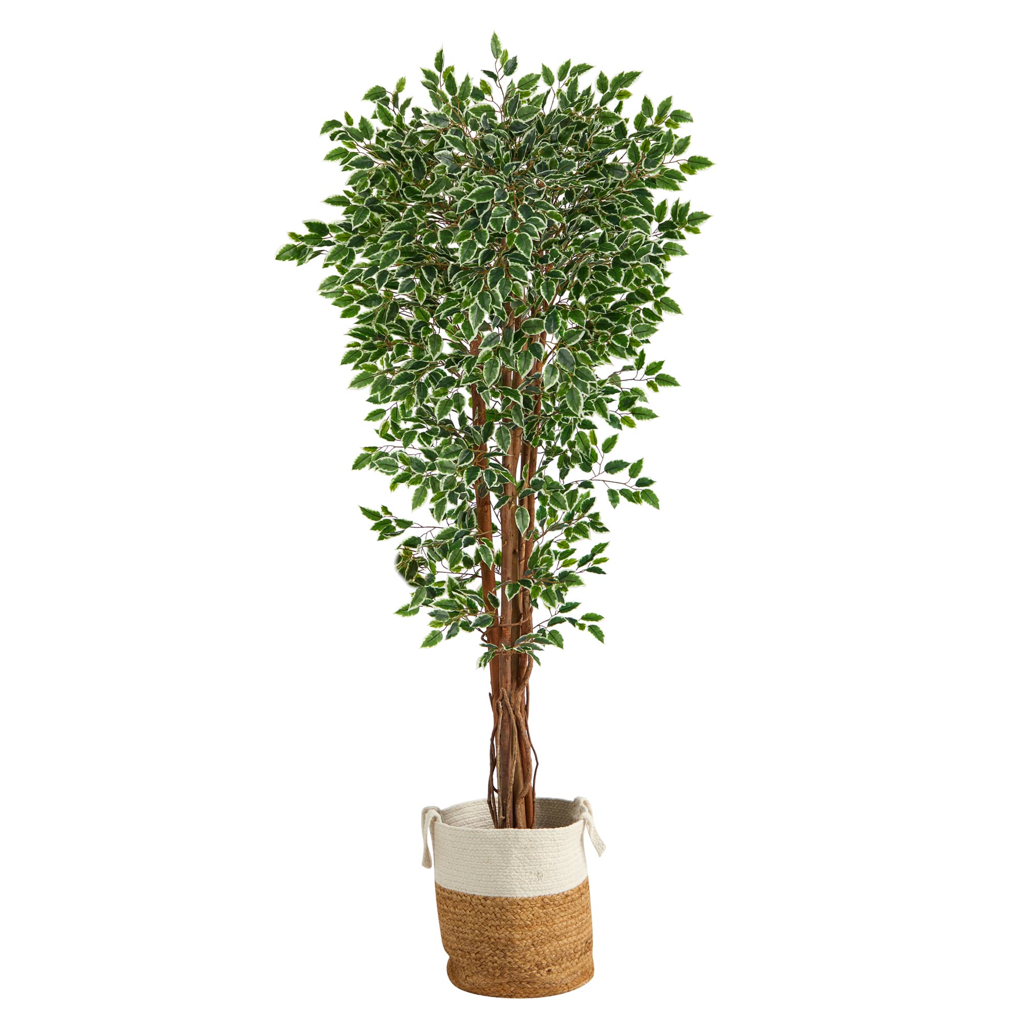 6ft. Variegated Ficus Tree in Handmade Natural Jute & Cotton Planter