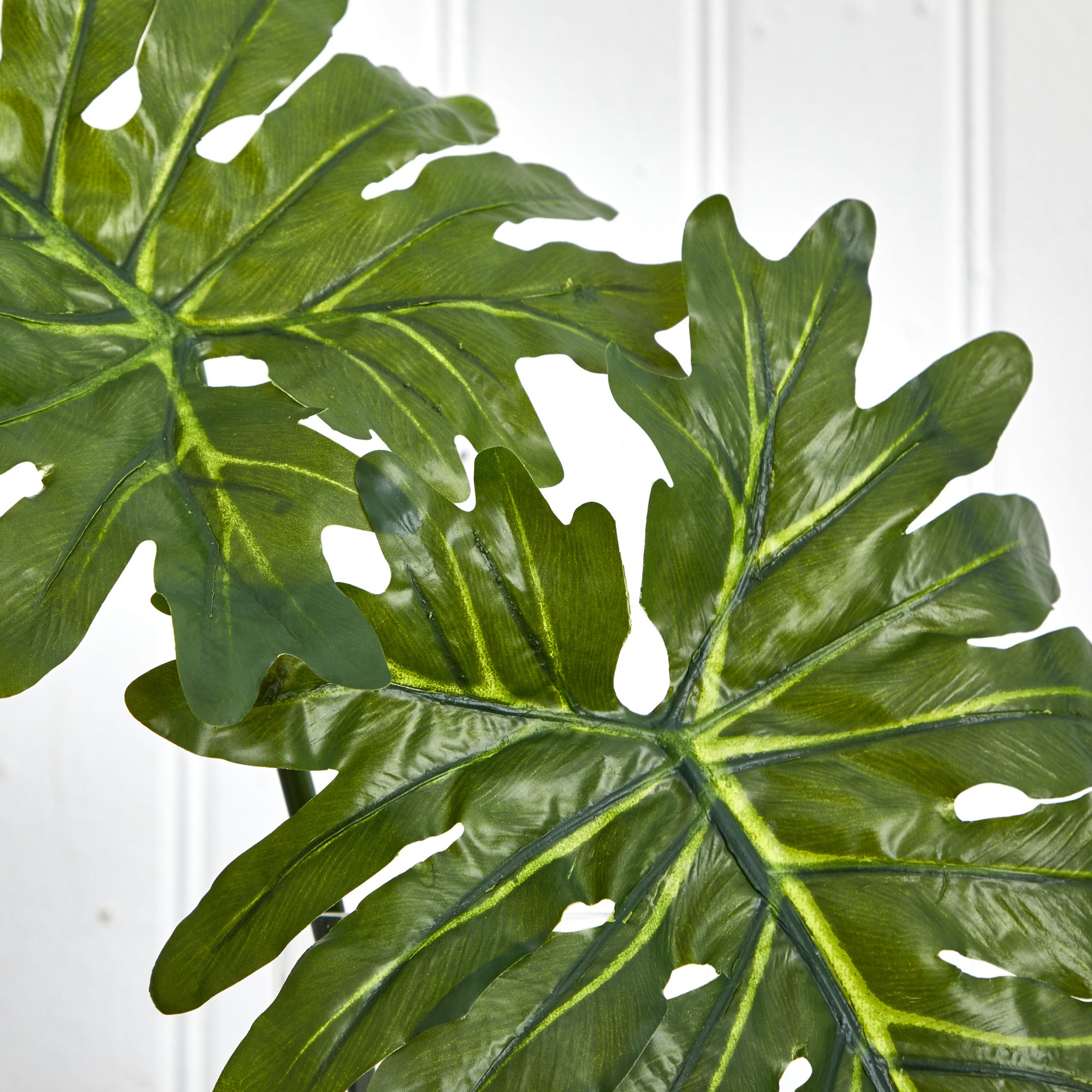 2.5ft. Philodendron Leaves in Cylinder Glass Vase