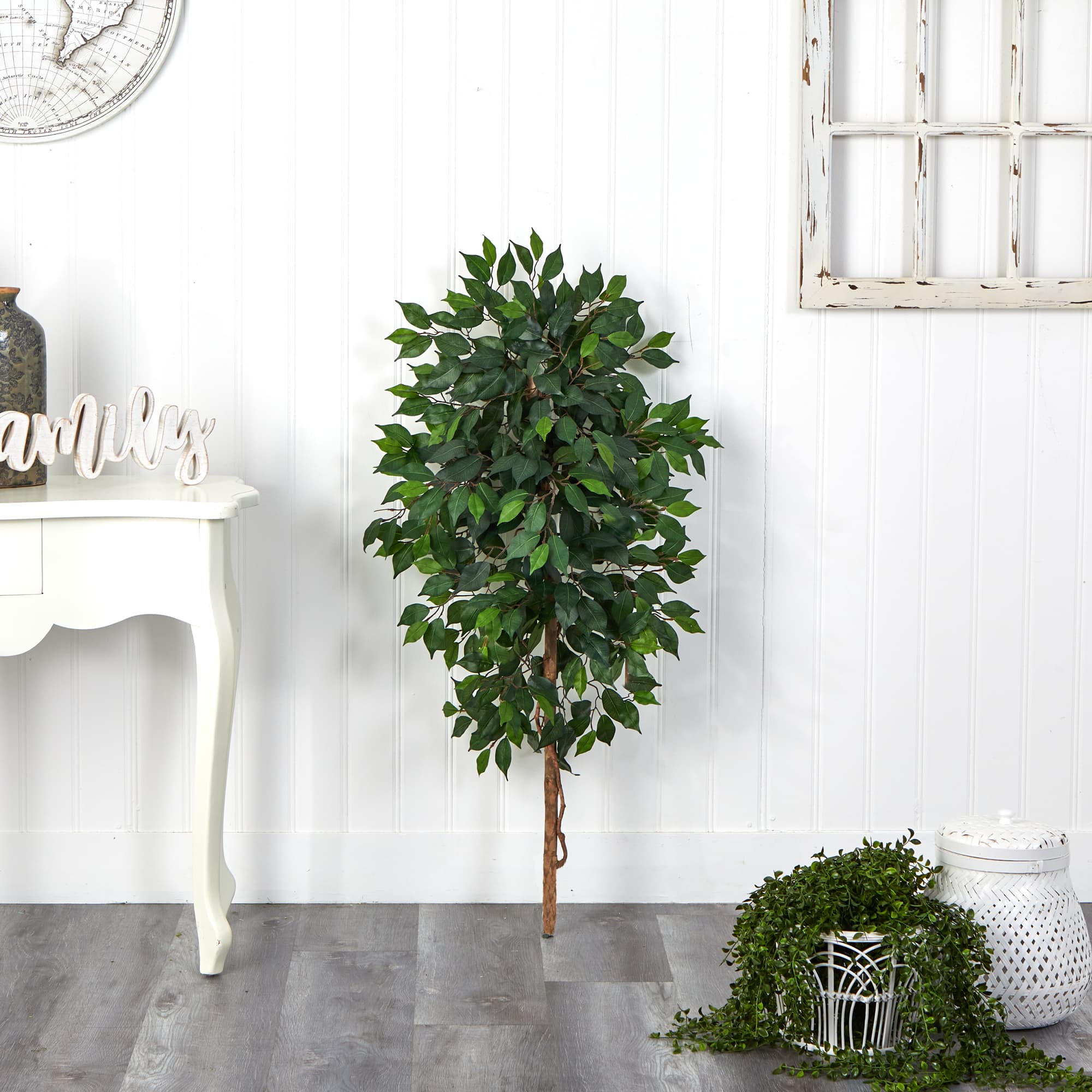 4ft. Single Ficus Tree