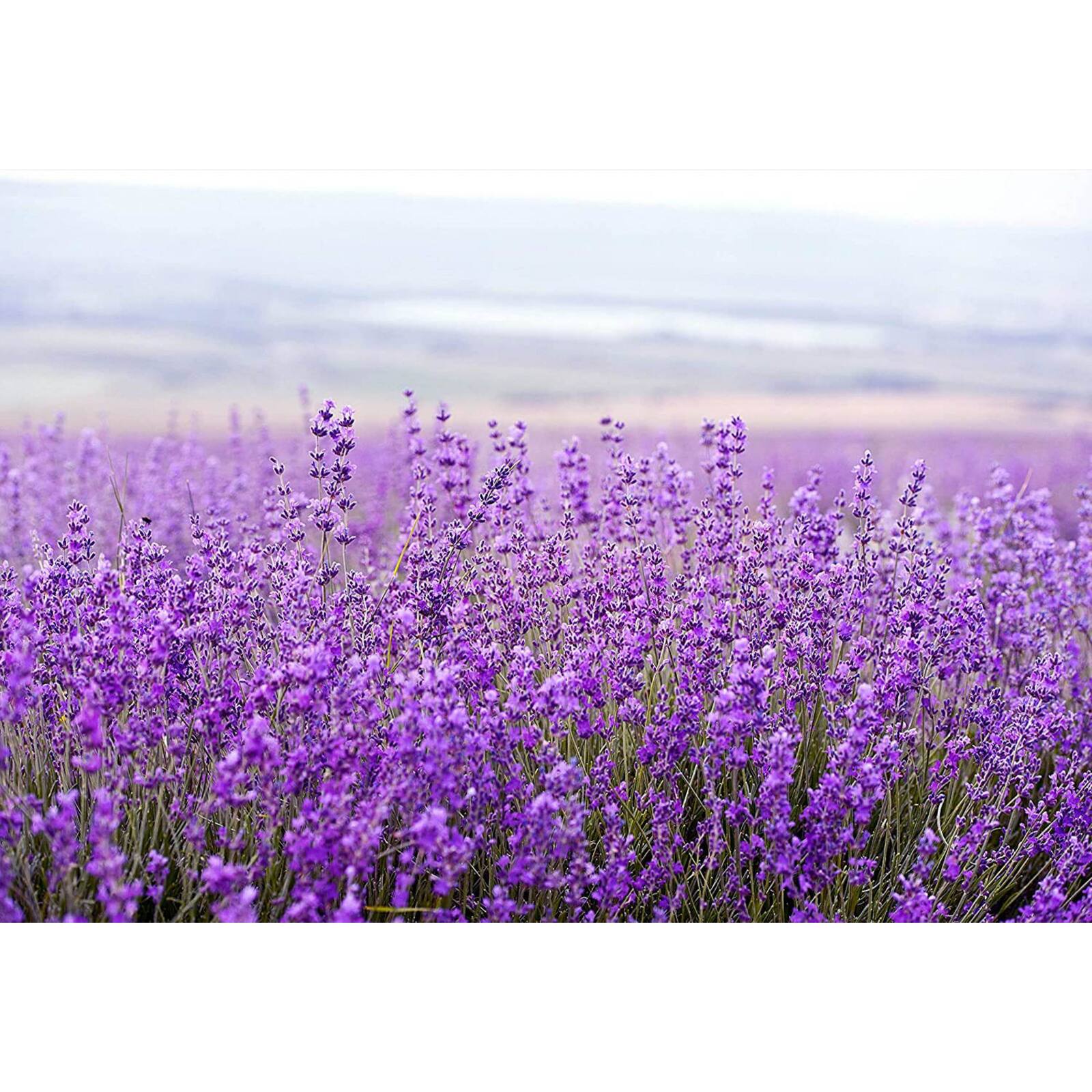 European Soaps Lavender Ceramic Jar Candle