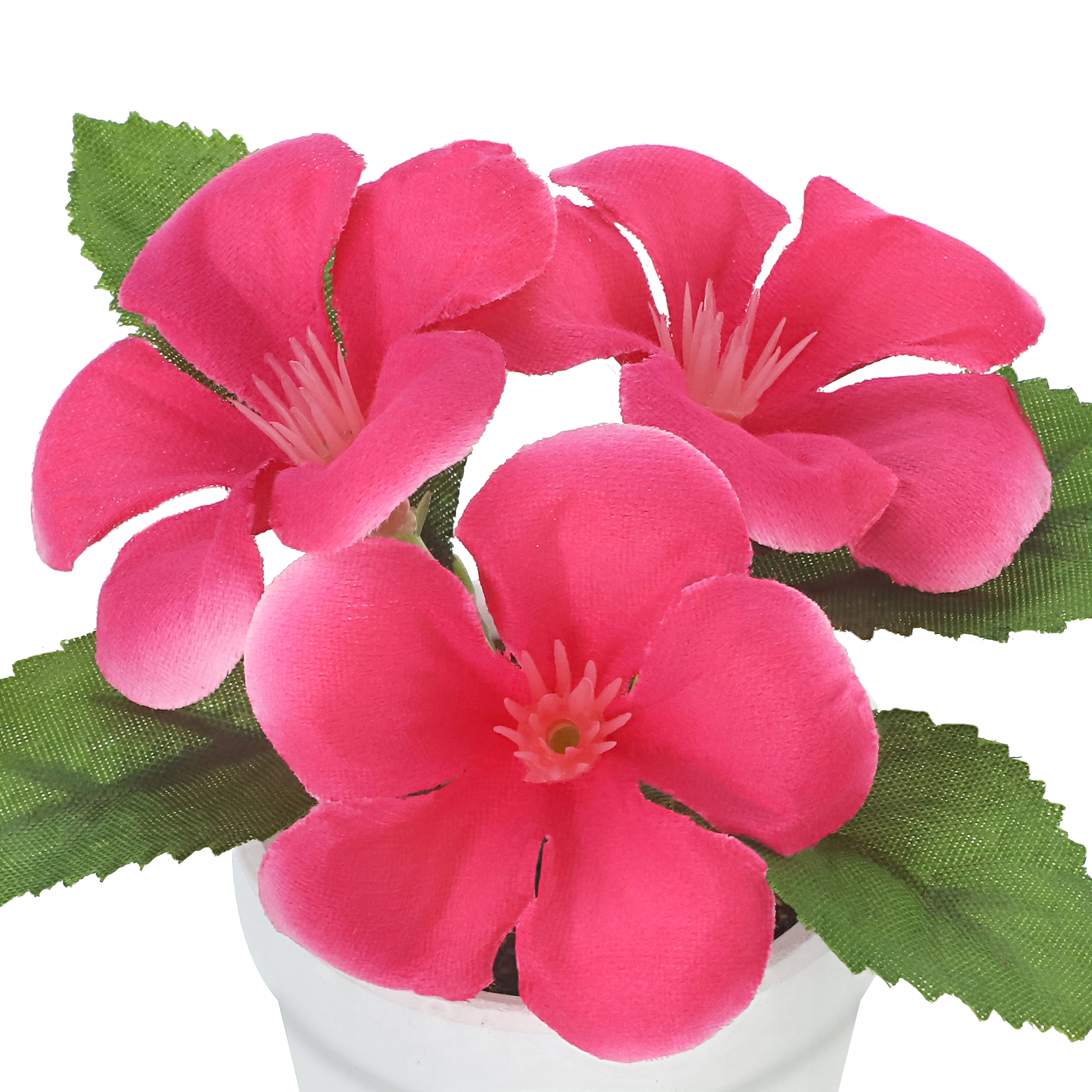 4&#x22; Geranium in White Pot by Ashland&#xAE;