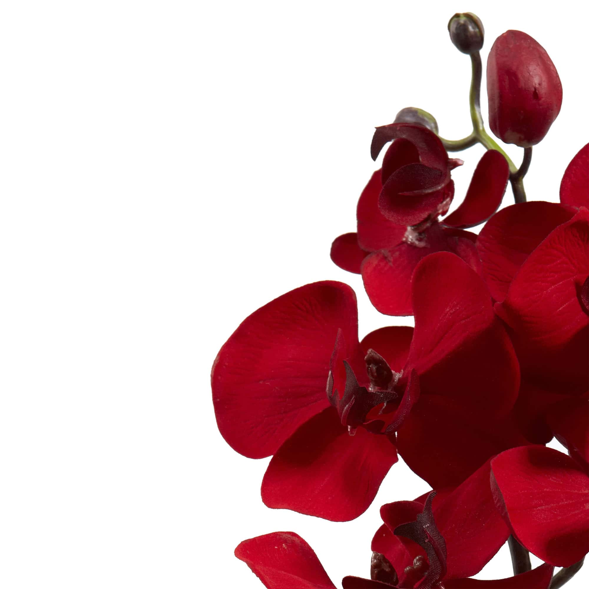 Christmas Red Moth Orchid Pick, 4ct.