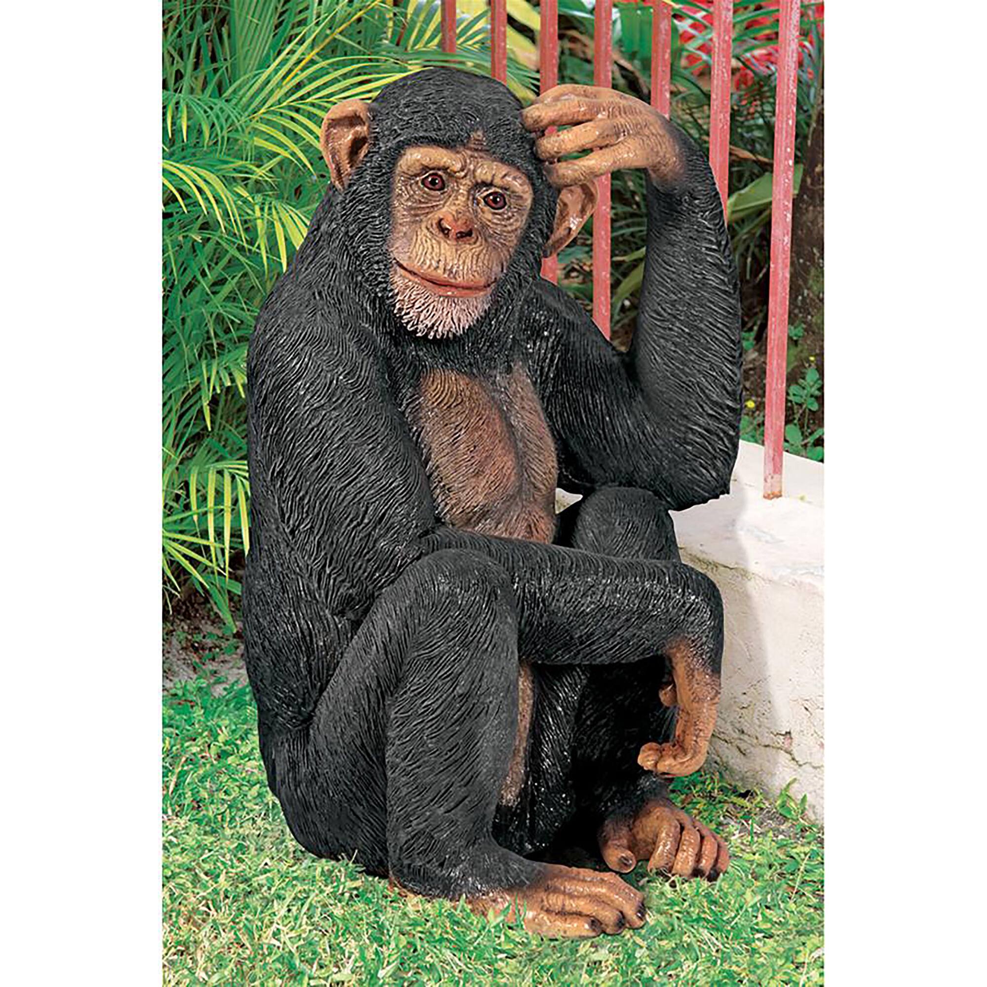 Design Toscano Chauncey the Confused Chimp Garden Monkey Statue