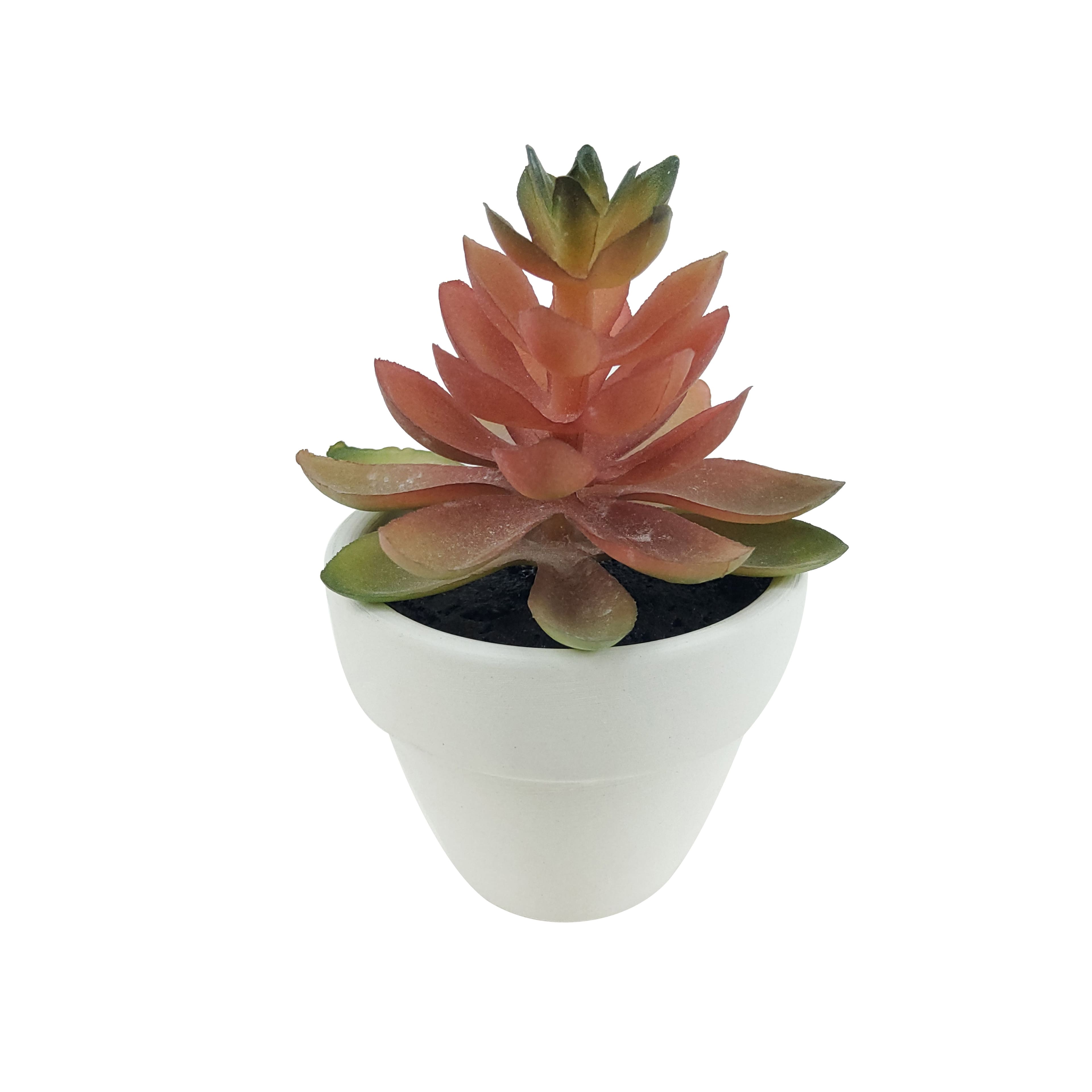 Assorted Micro Potted Succulent, 1pc. by Ashland®
