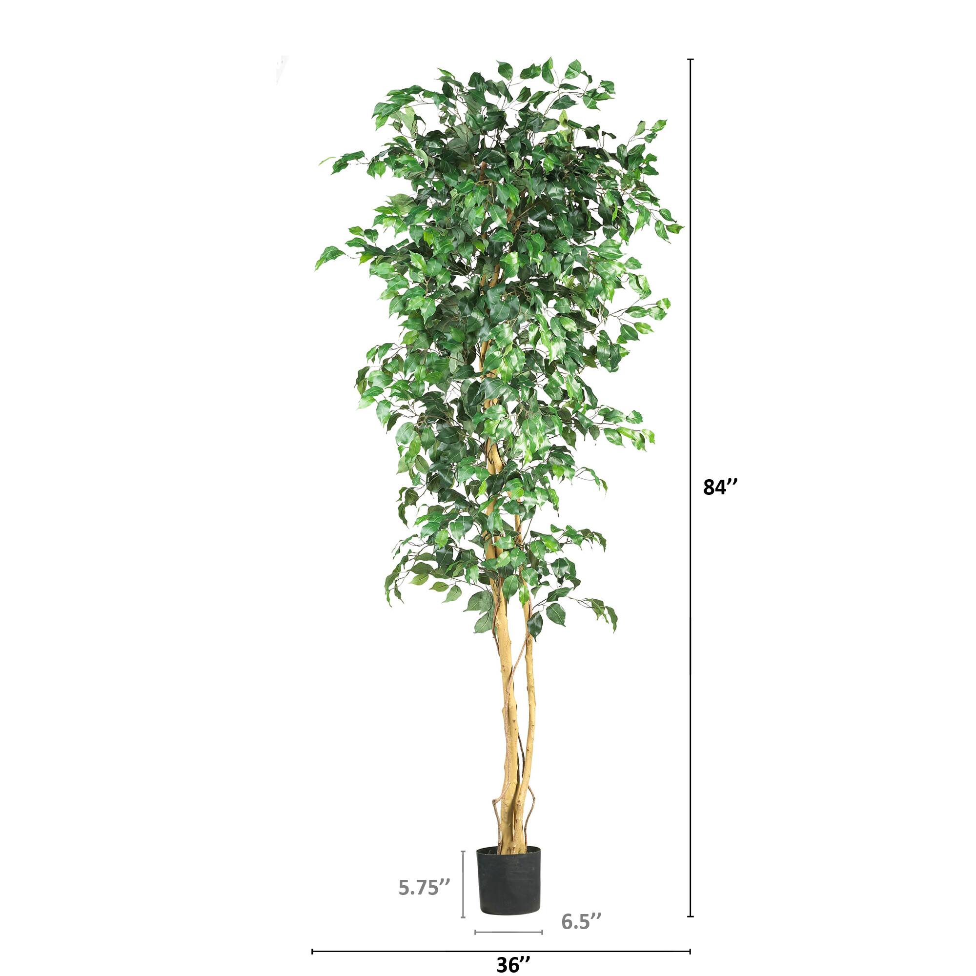 7ft. Potted Ficus Tree