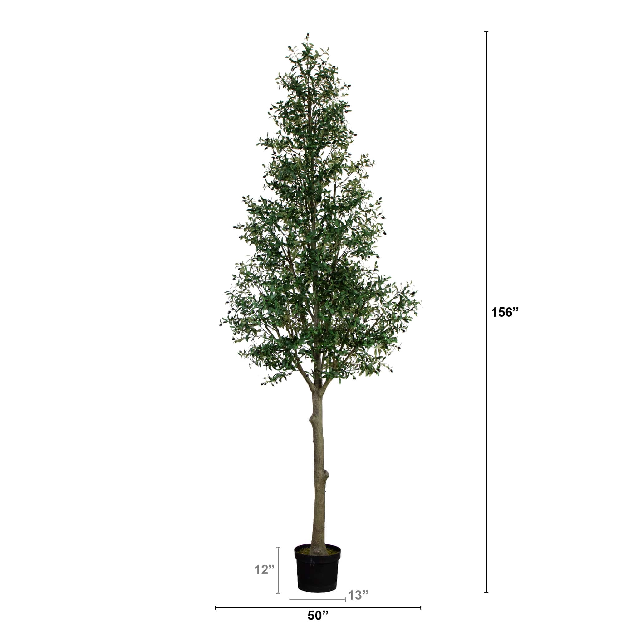 13ft. Potted Olive Tree