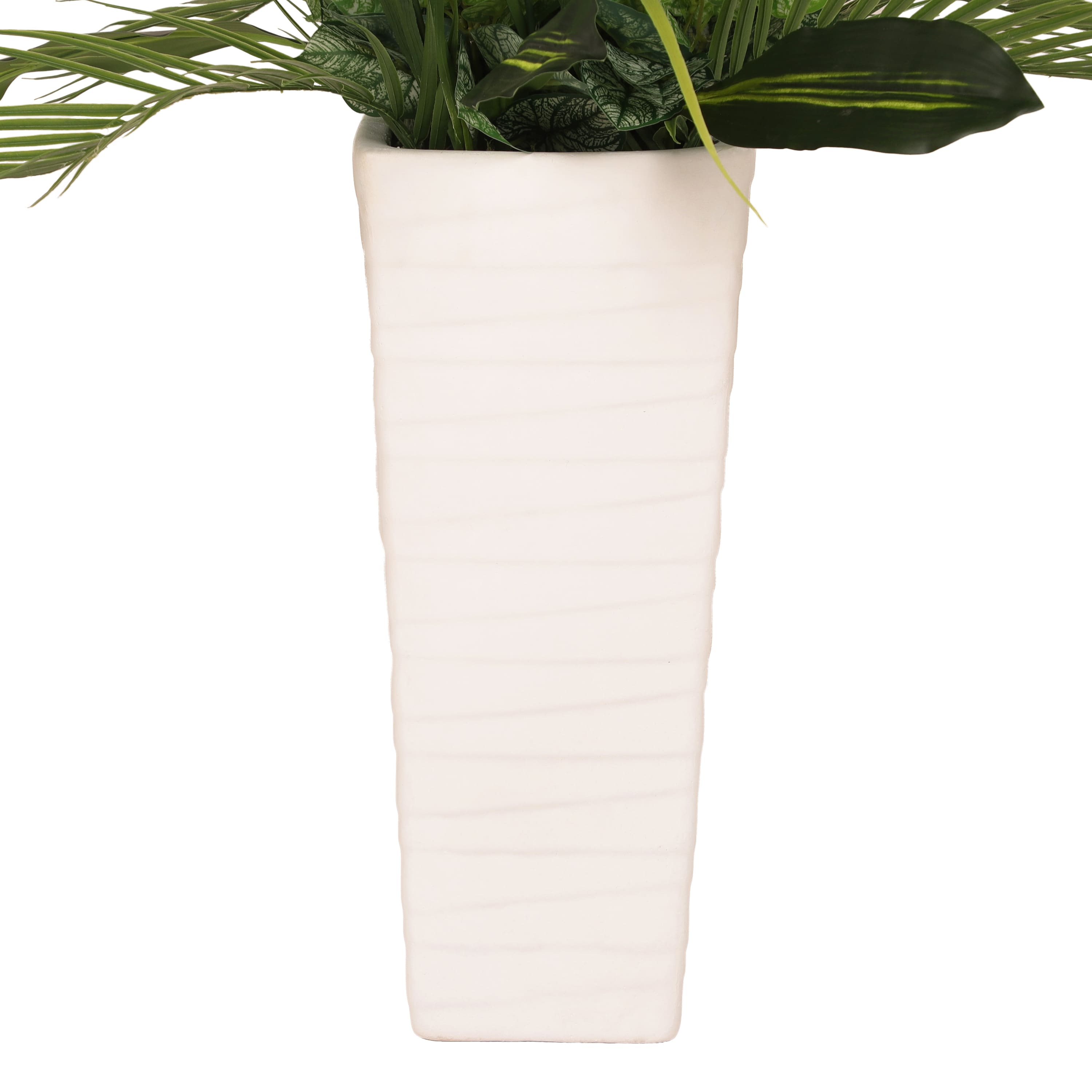 6ft. Artificial Ficus Microcarpa Tree in White Decorative Pot