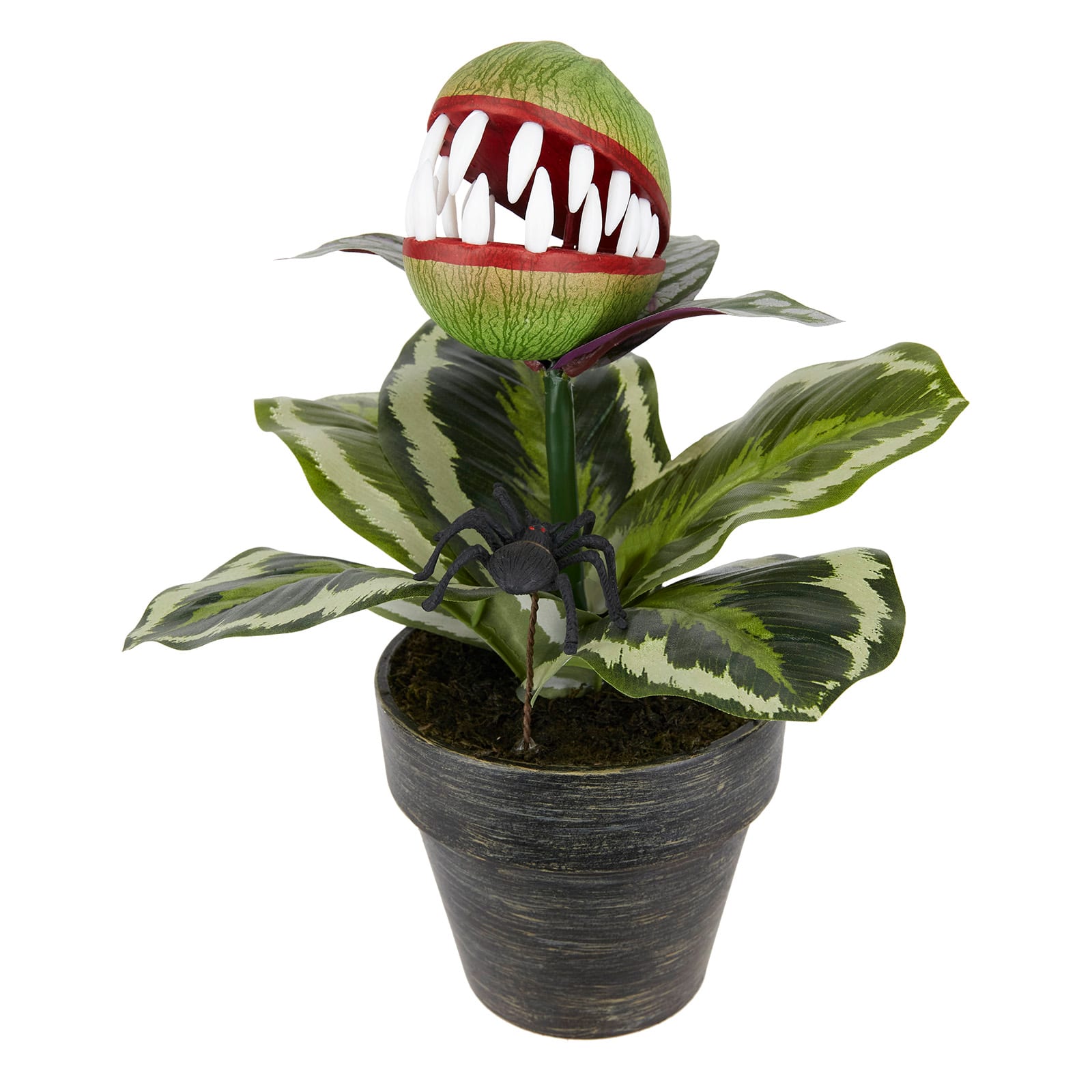 14&#x22; Venus Flytrap in Rustic Black Pot by Ashland&#xAE;