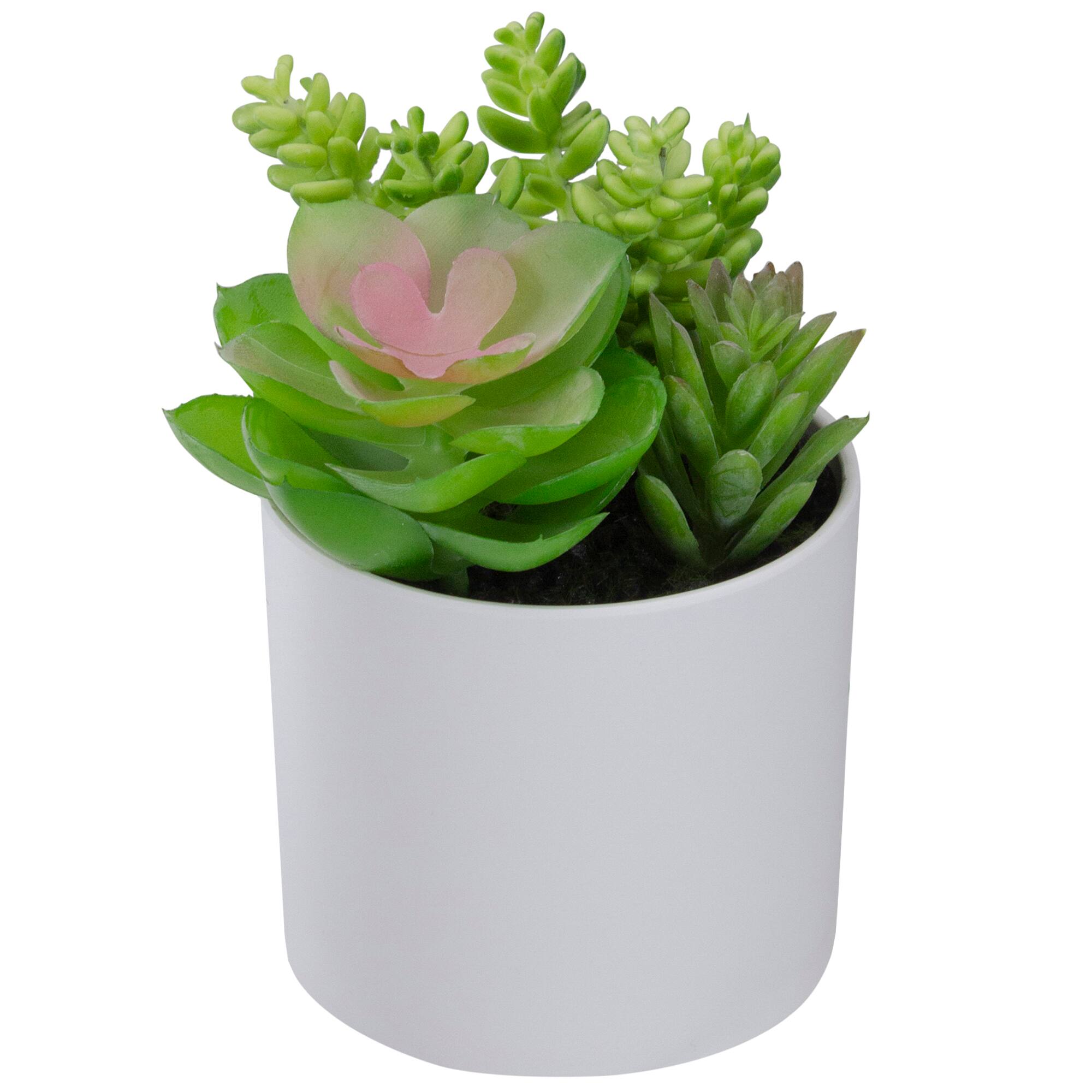 5.5&#x22; Mixed Succulent Arrangement in White Pot