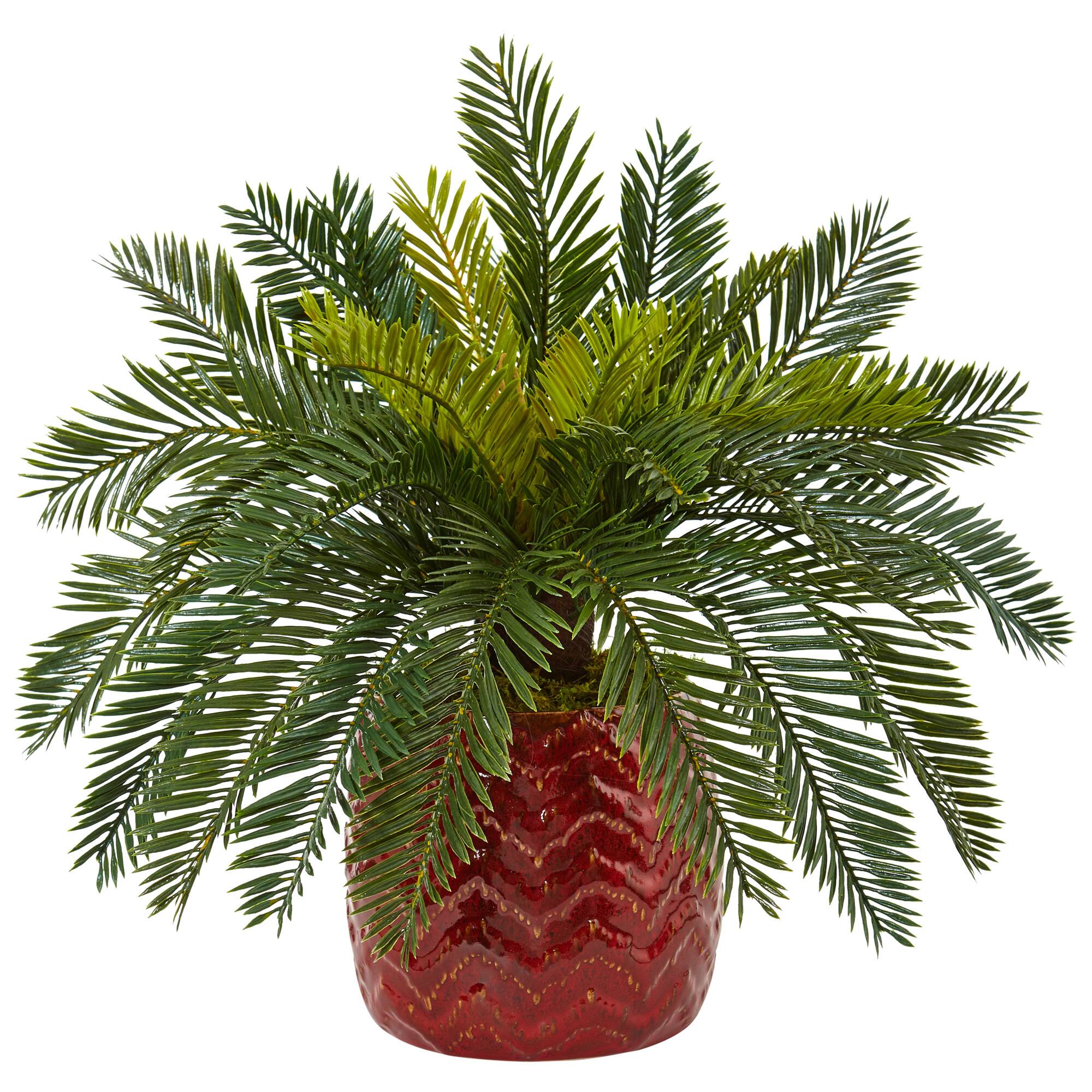 15&#x27;&#x27; Cycas Palm in Red Ceramic Planter