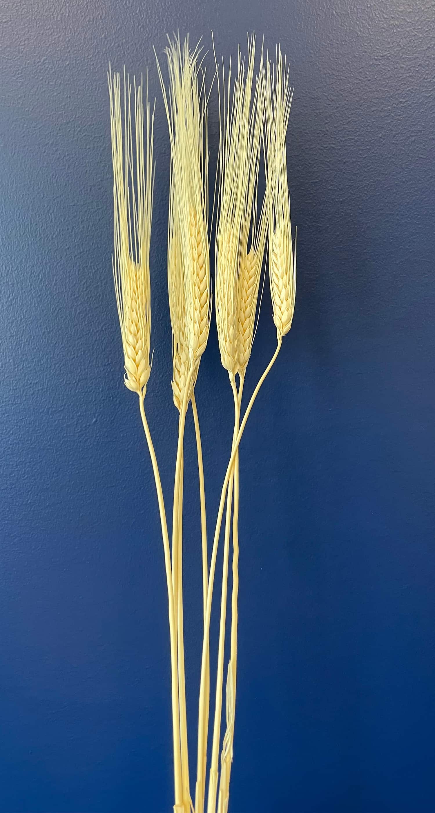 TF Publishing 30&#x22; Wheat Bleached Stems, 7ct.