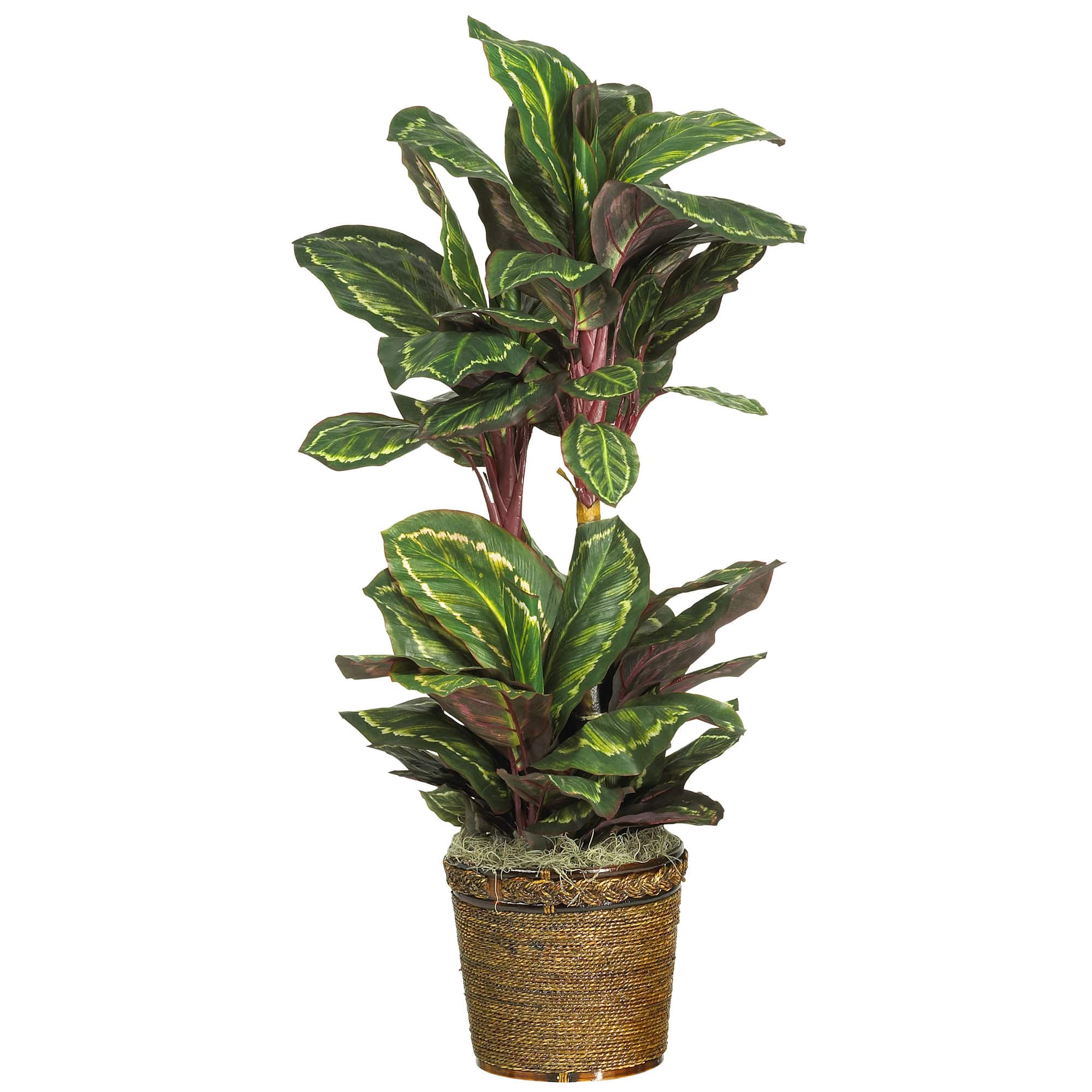 3.5ft. Prayer Plant in Wicker Basket