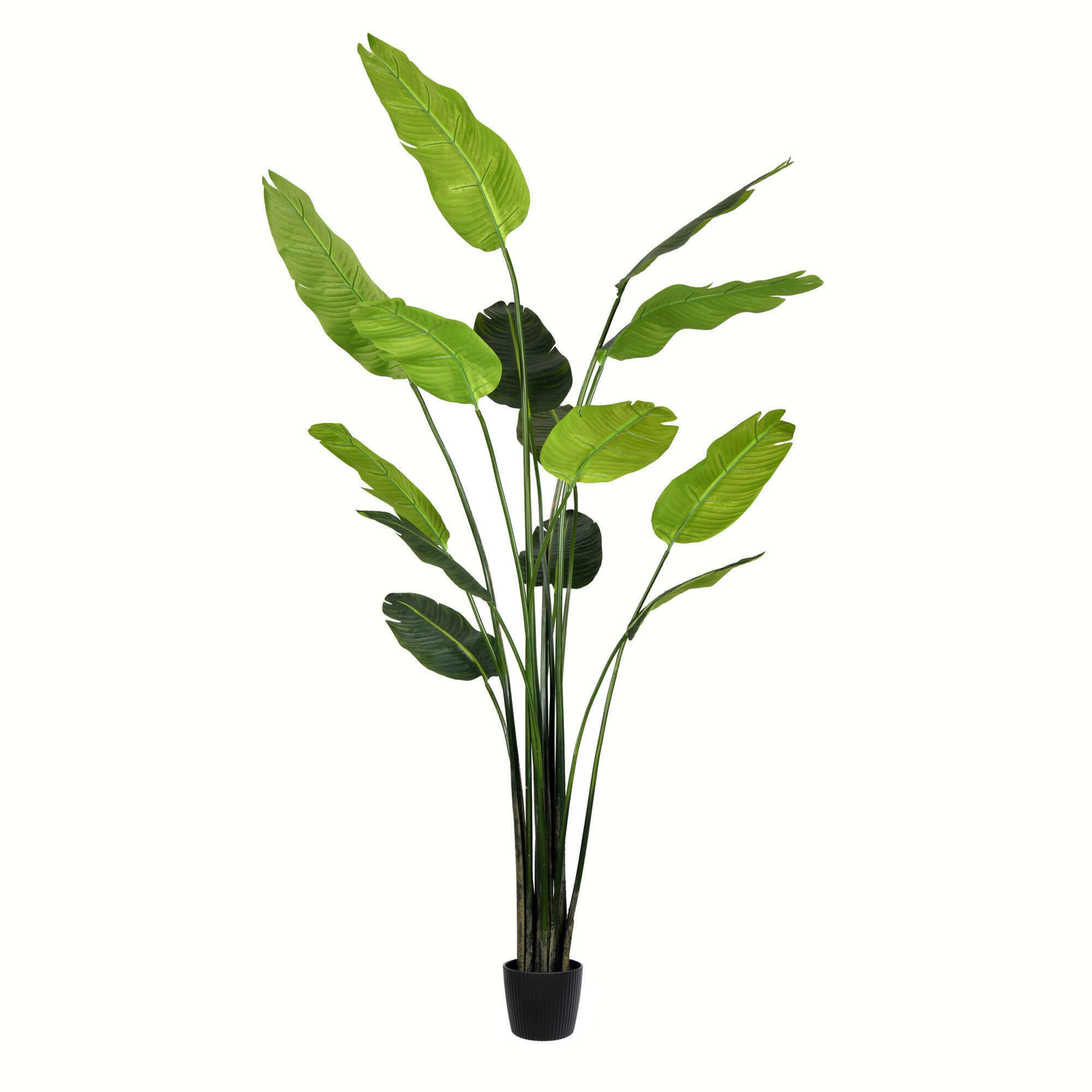 7ft. Potted Travellers Palm Tree