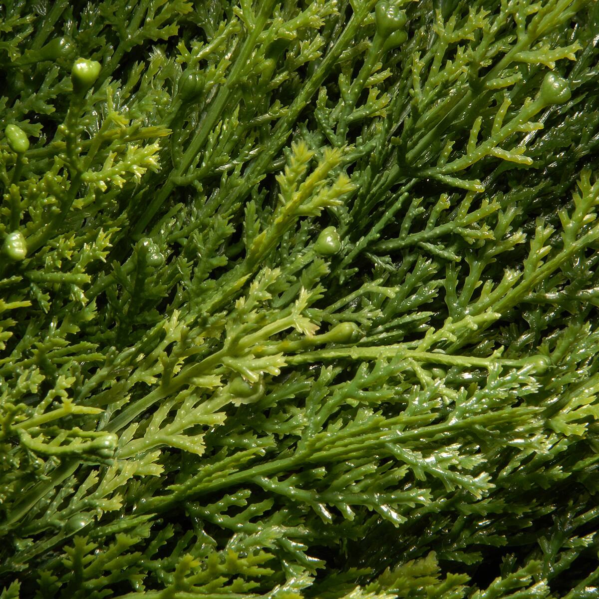 4ft. Juniper Slim Spiral Topiary with Green Pot