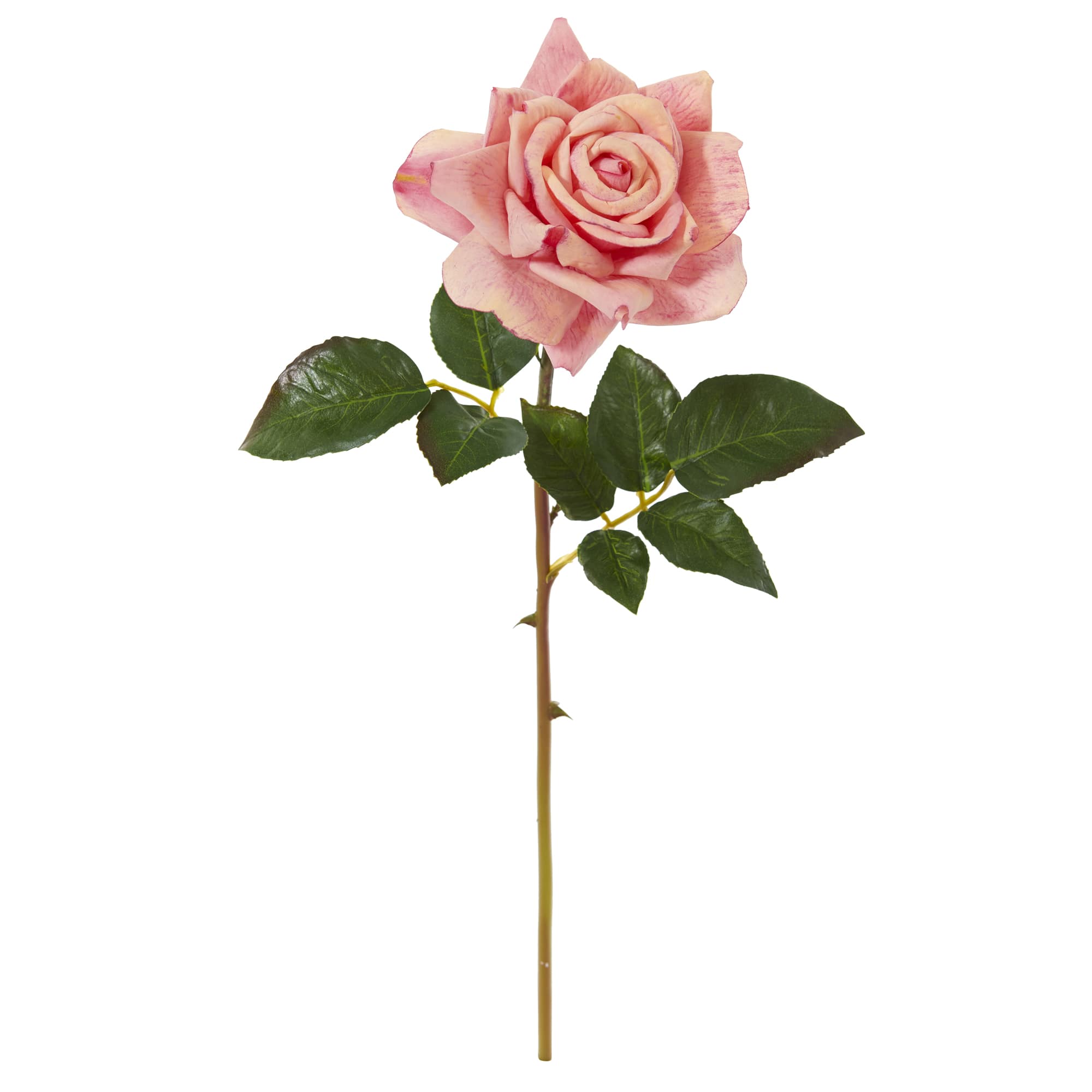 Rose Flower Stem