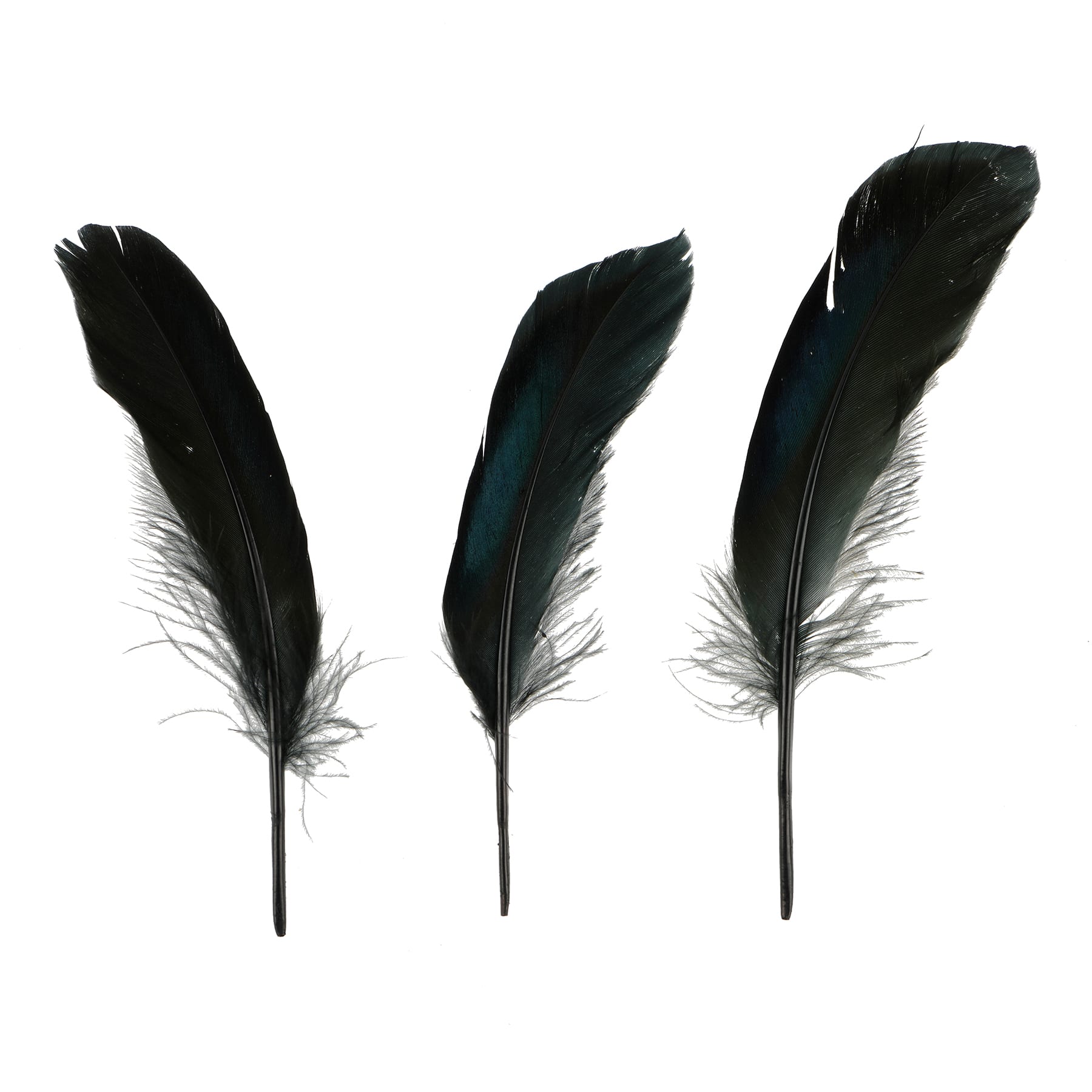 Black Feathers, 50ct. by Ashland&#xAE;