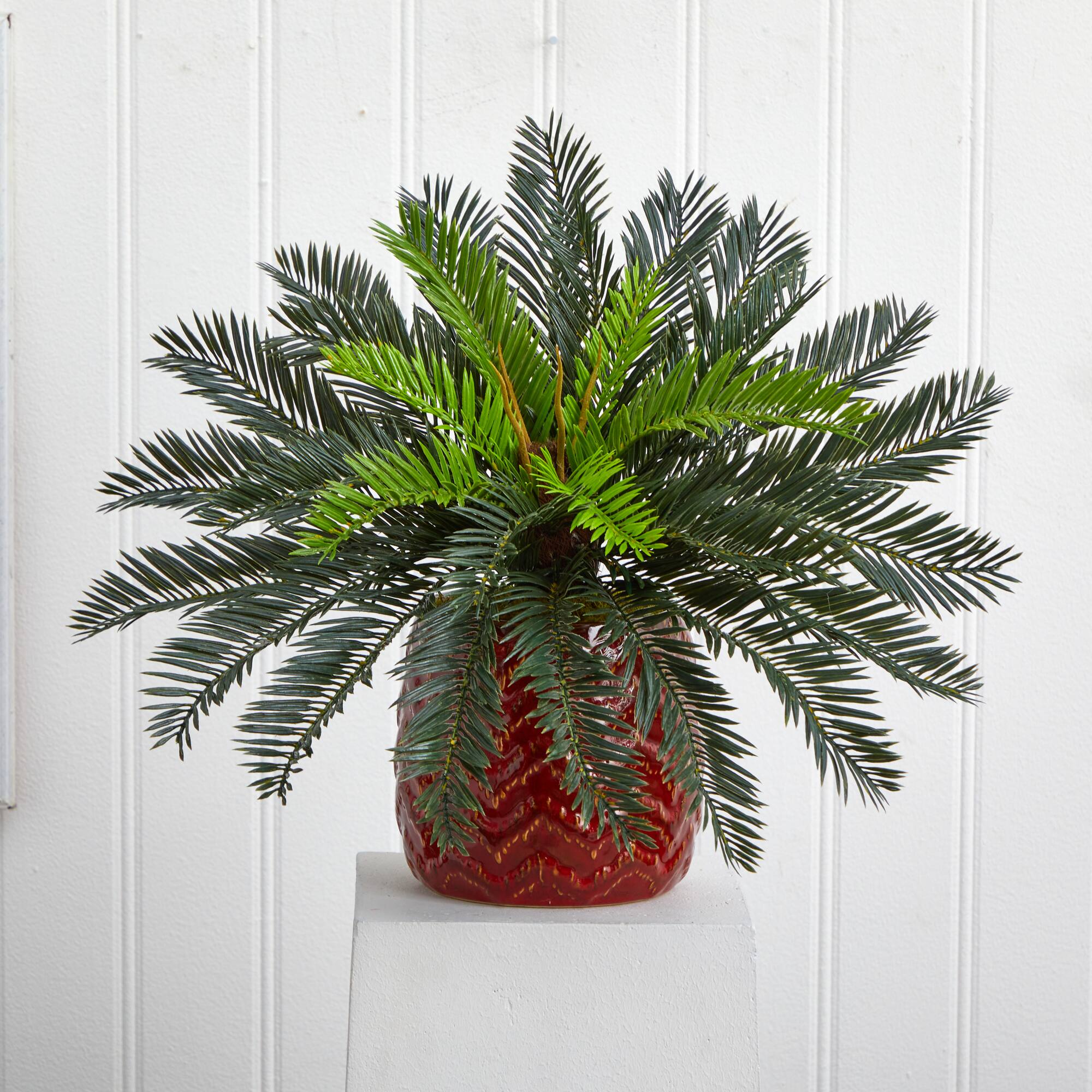 15&#x27;&#x27; Cycas Palm in Red Ceramic Planter