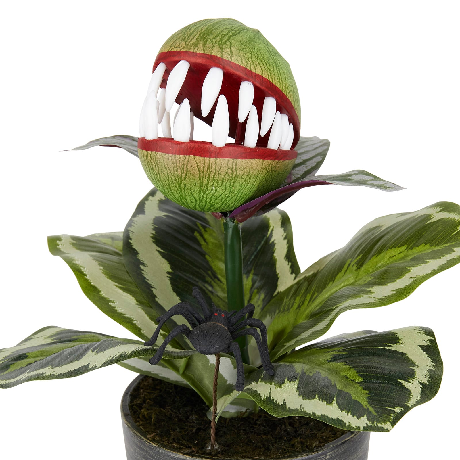 14&#x22; Venus Flytrap in Rustic Black Pot by Ashland&#xAE;