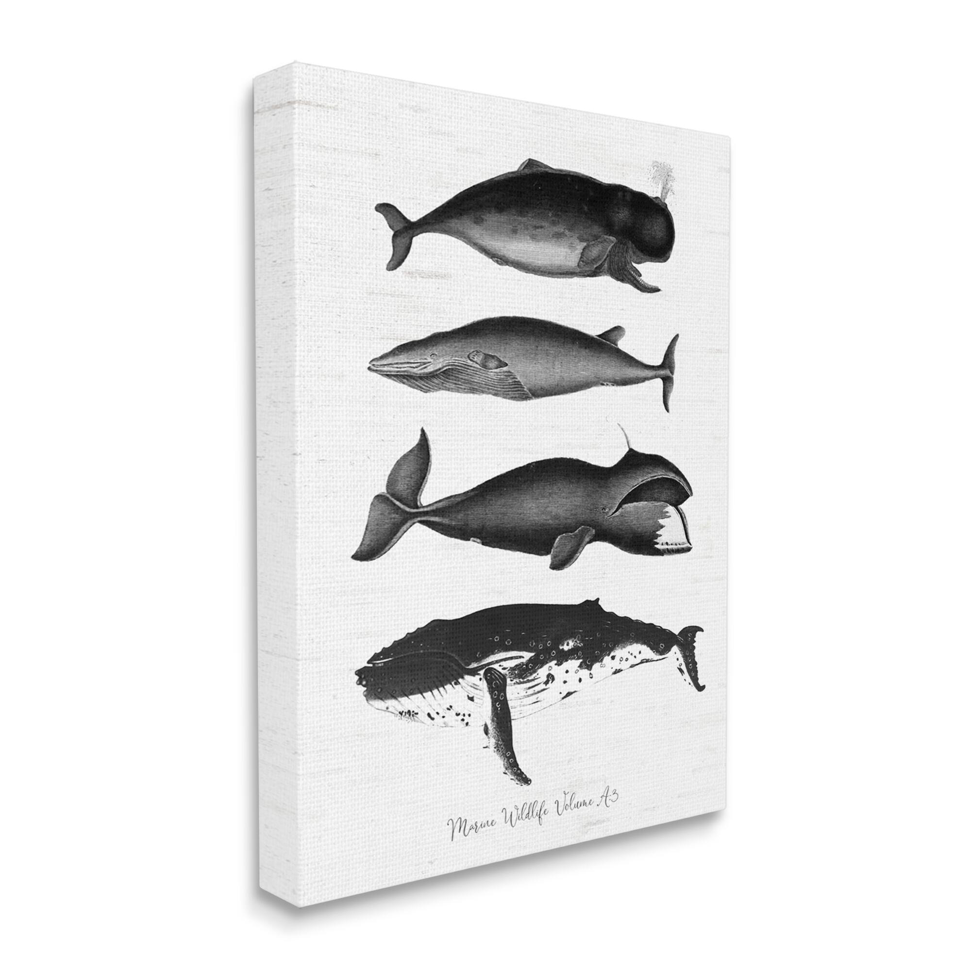 Stupell Industries Marine Wildlife Whales Drawings Diagram Canvas Wall Art