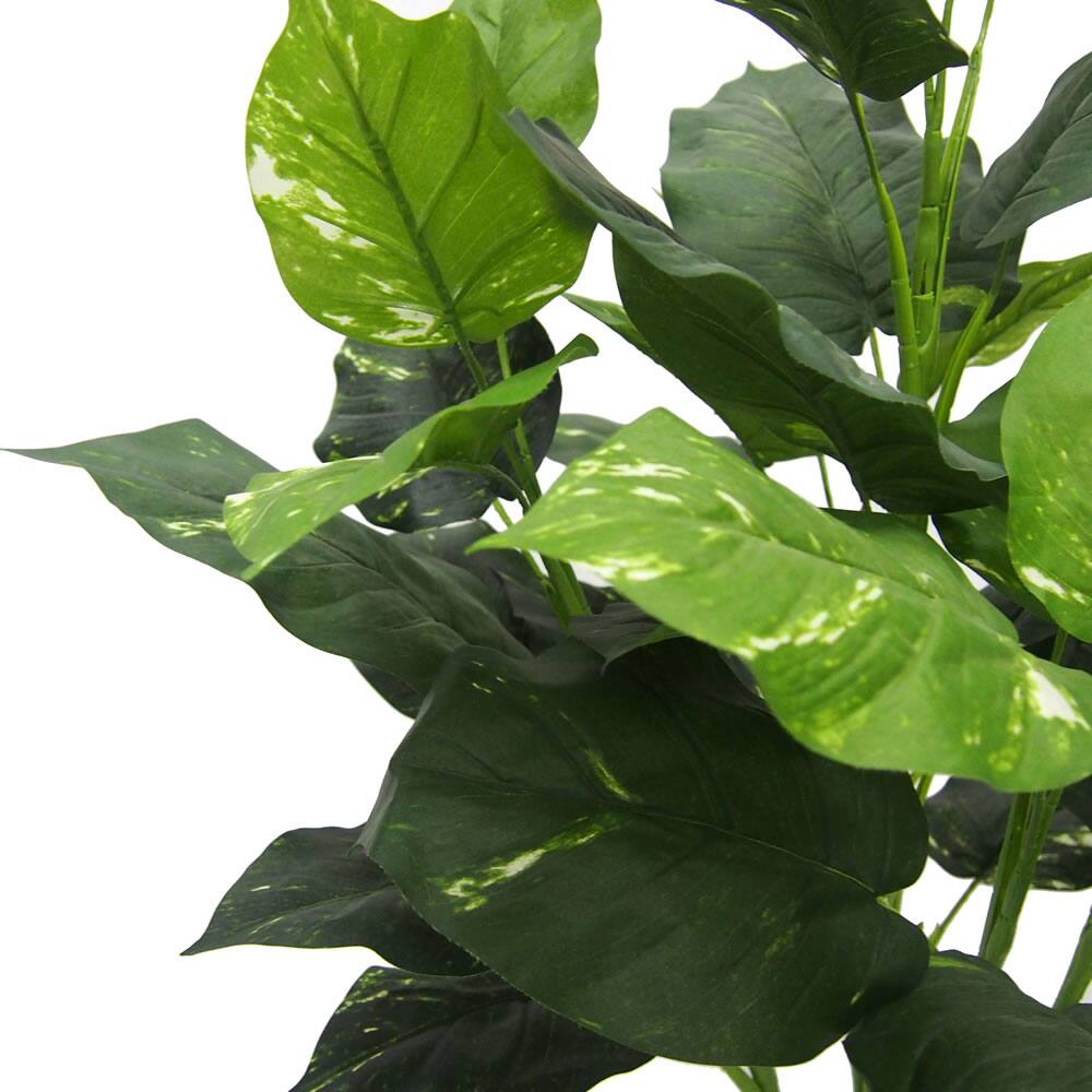 3ft. Green Pothos Plant