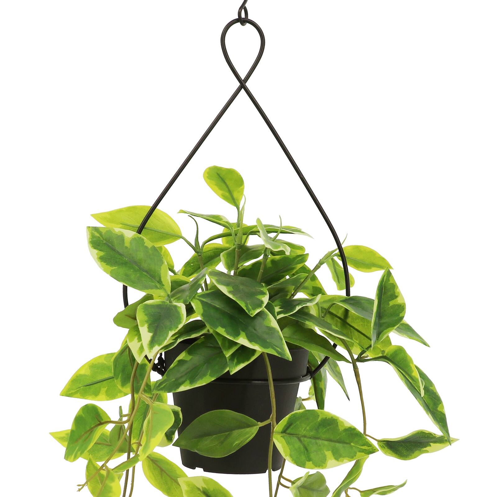 21&#x22; Potted Hanging Hoya by Ashland&#xAE;