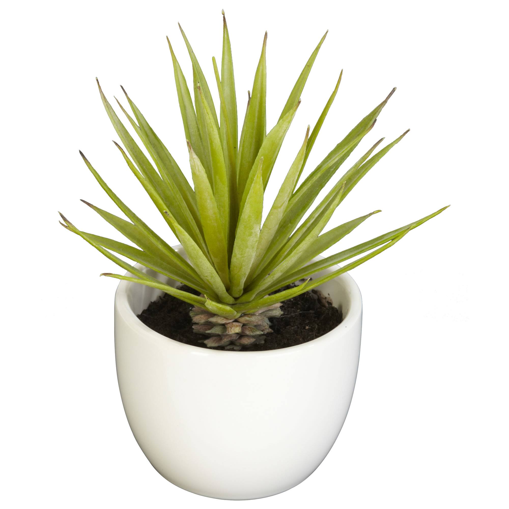 Potted Agave Plant Collection 3ct.