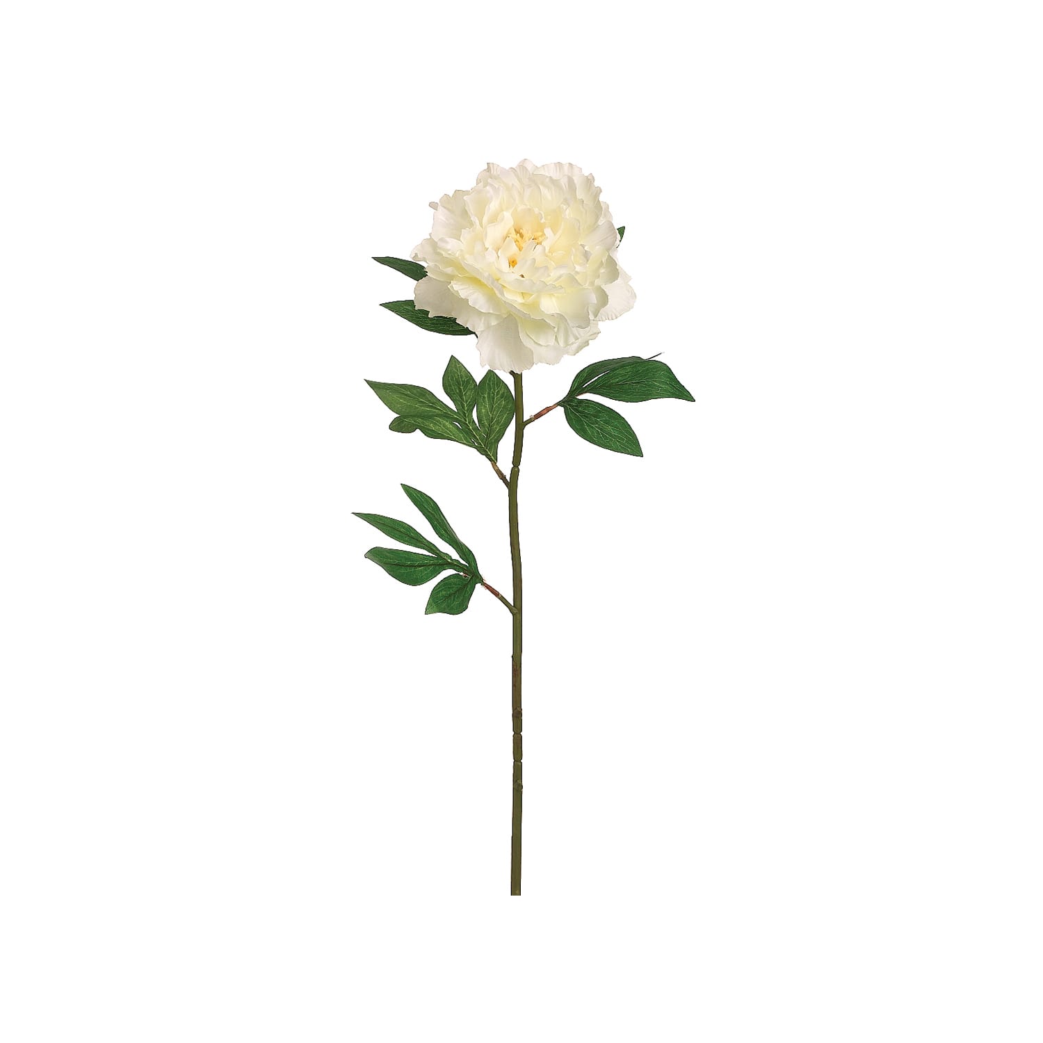 Pearl Peony Stem