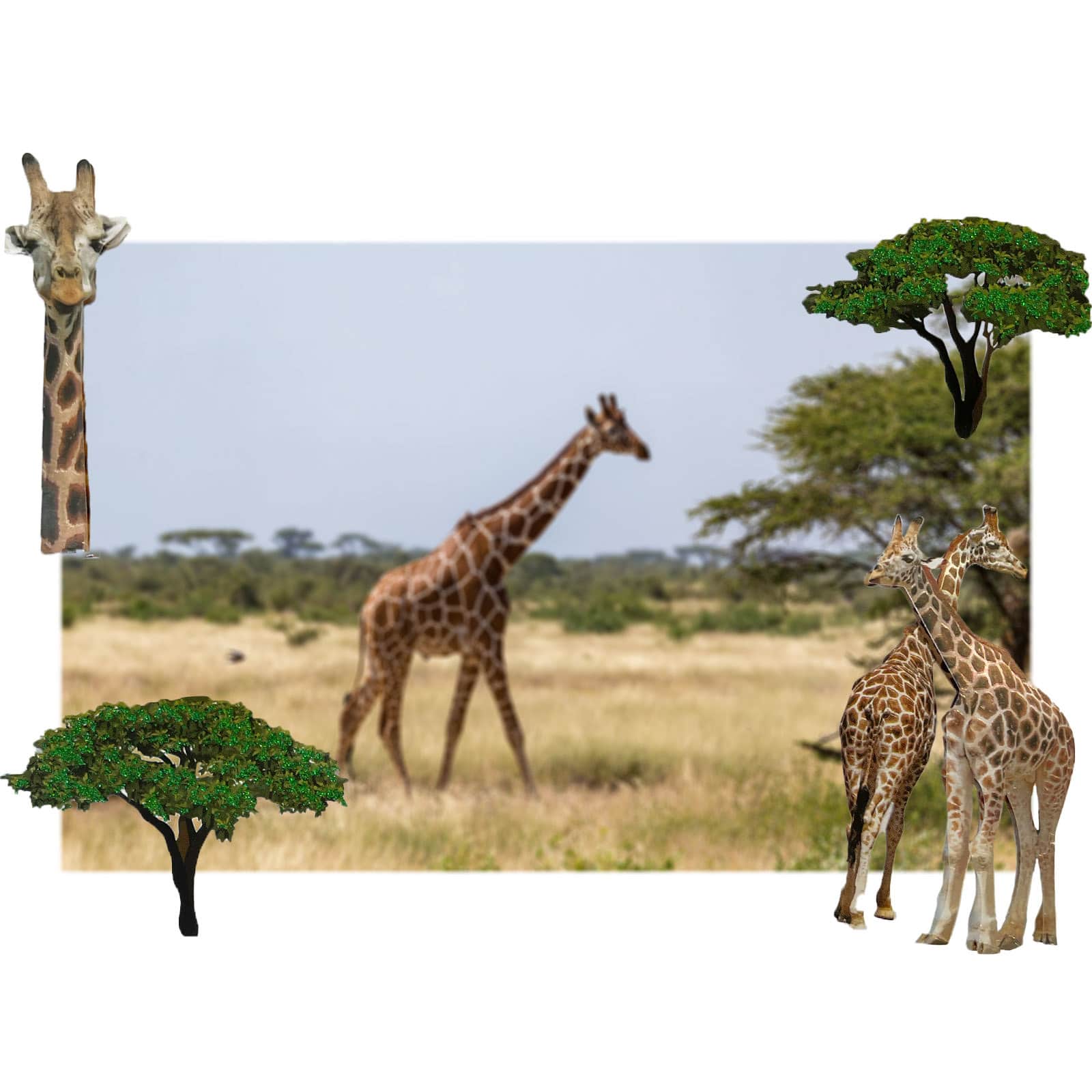 12 Pack: Giraffe Stickers by Recollections™
