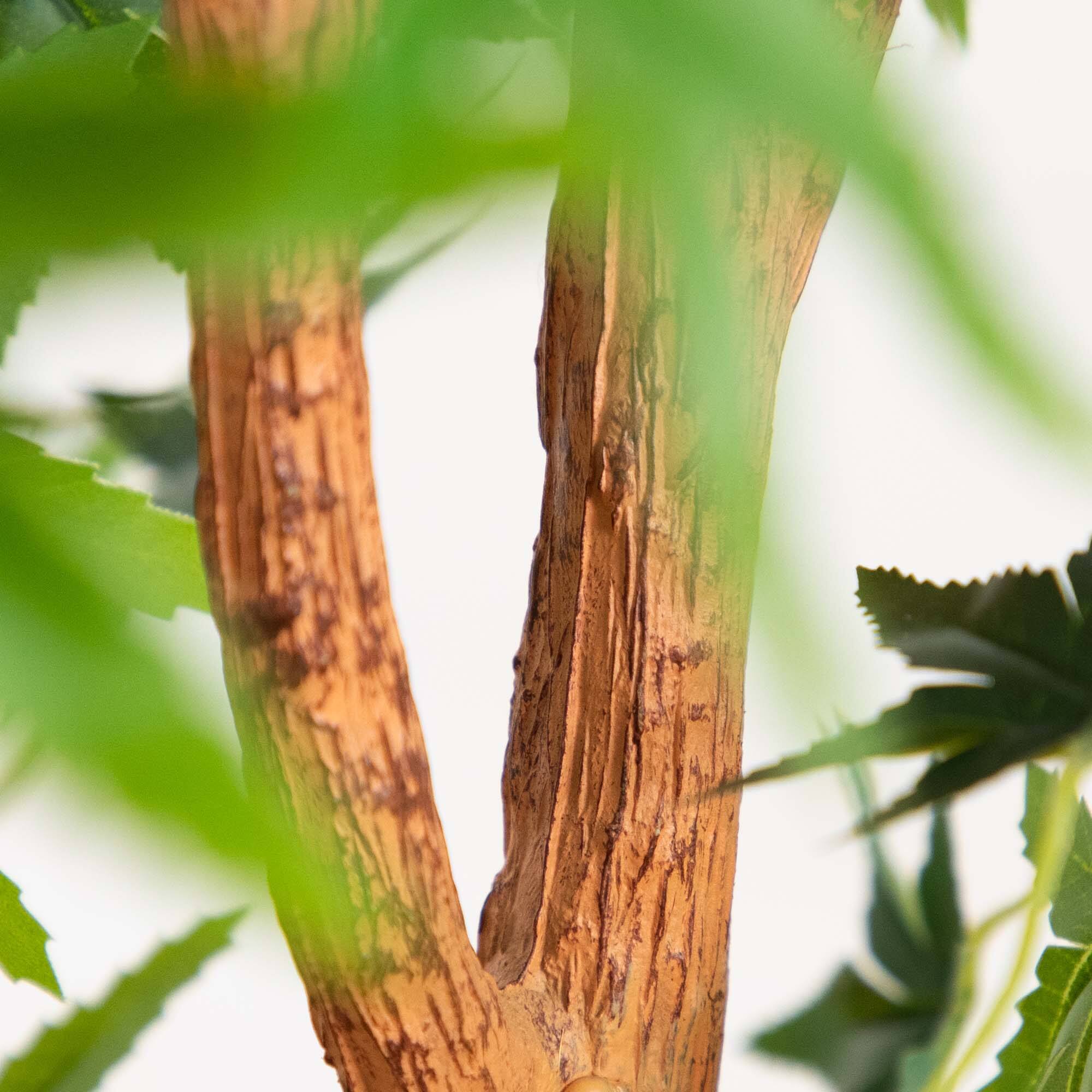 4ft. Potted Maple Tree