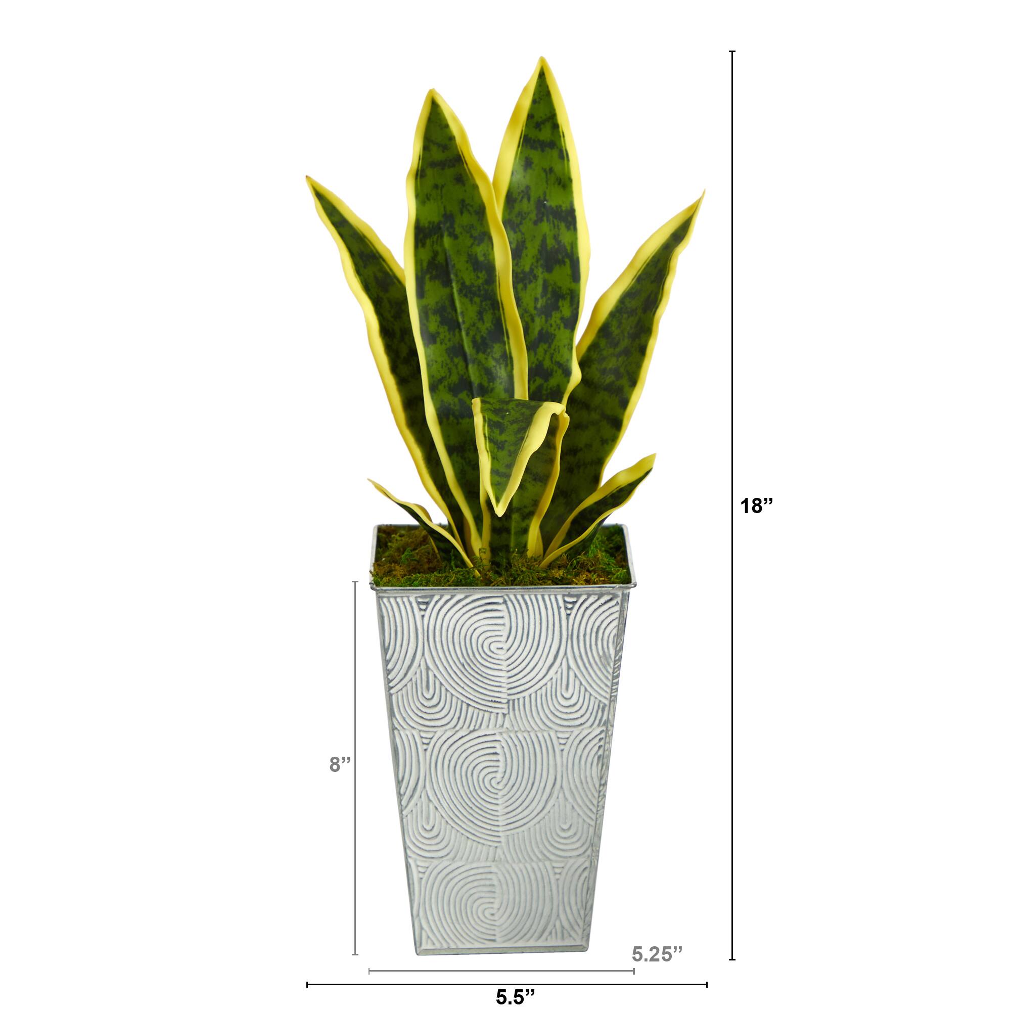 18" Snake Plant in Embossed White Planter