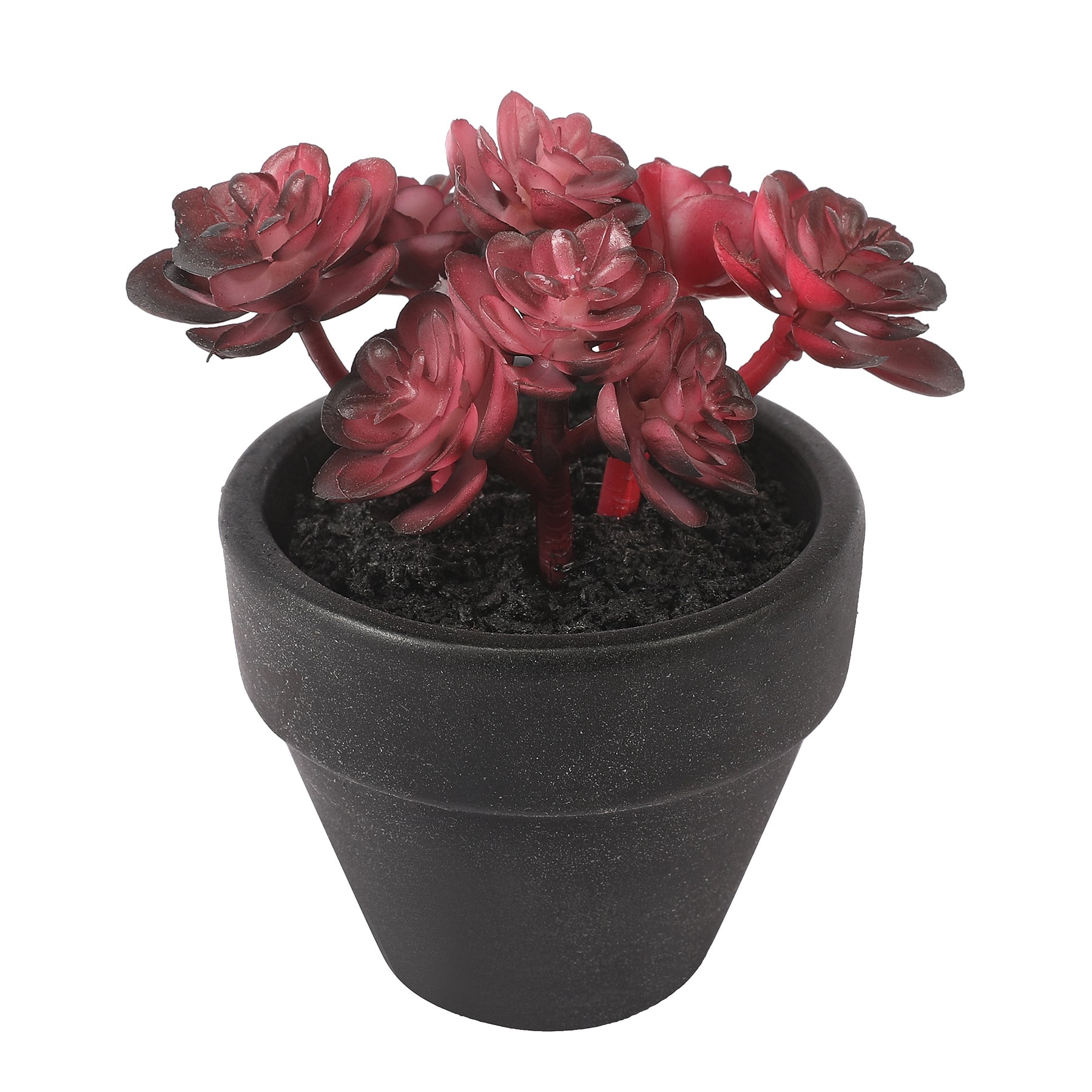 Assorted Mini Potted Succulent by Ashland&#xAE;, 1pc.