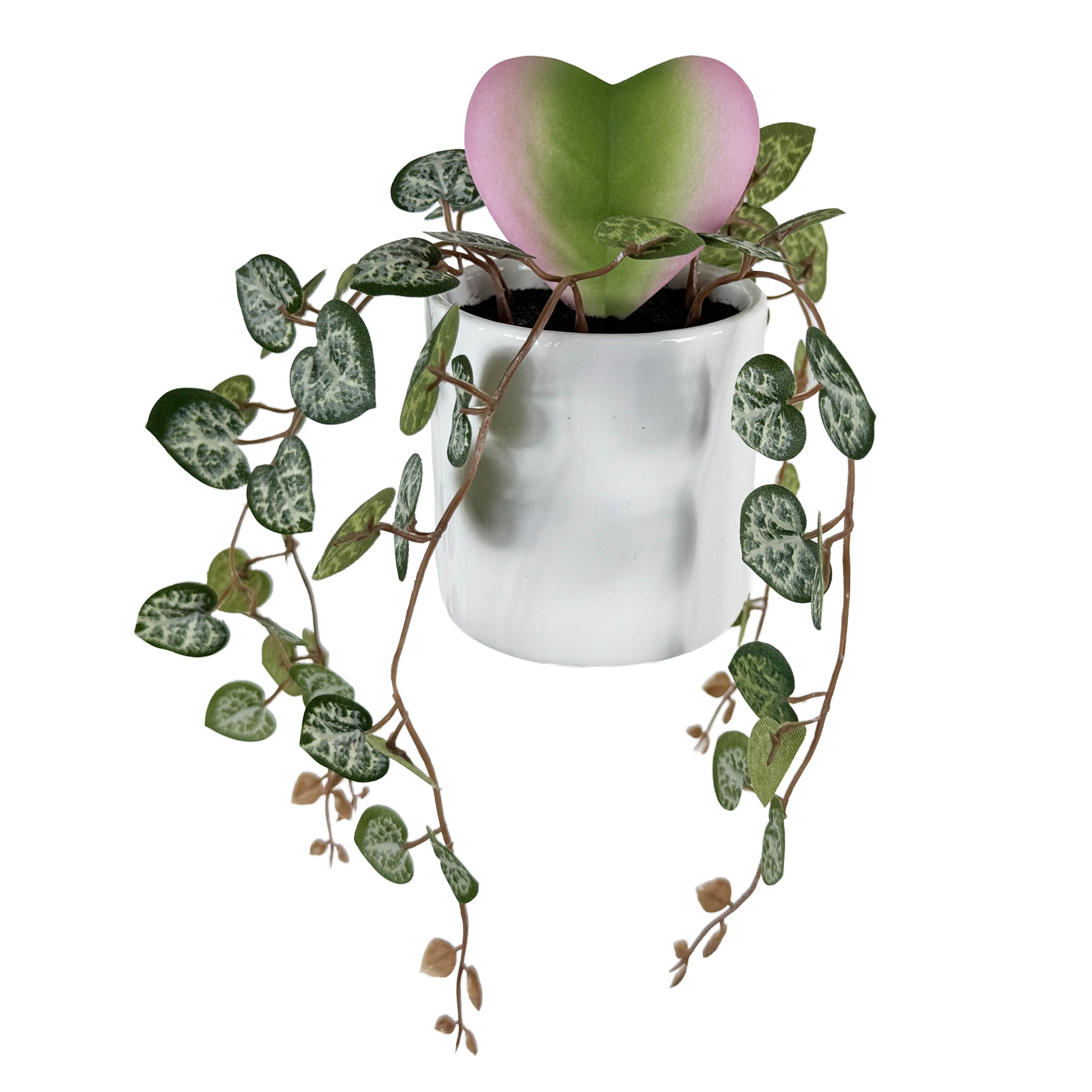 Plante hoya &#xE0; feuilles en forme de c&#x153;ur dans un pot blanc de 22,9 cm d&#x2019;Ashland