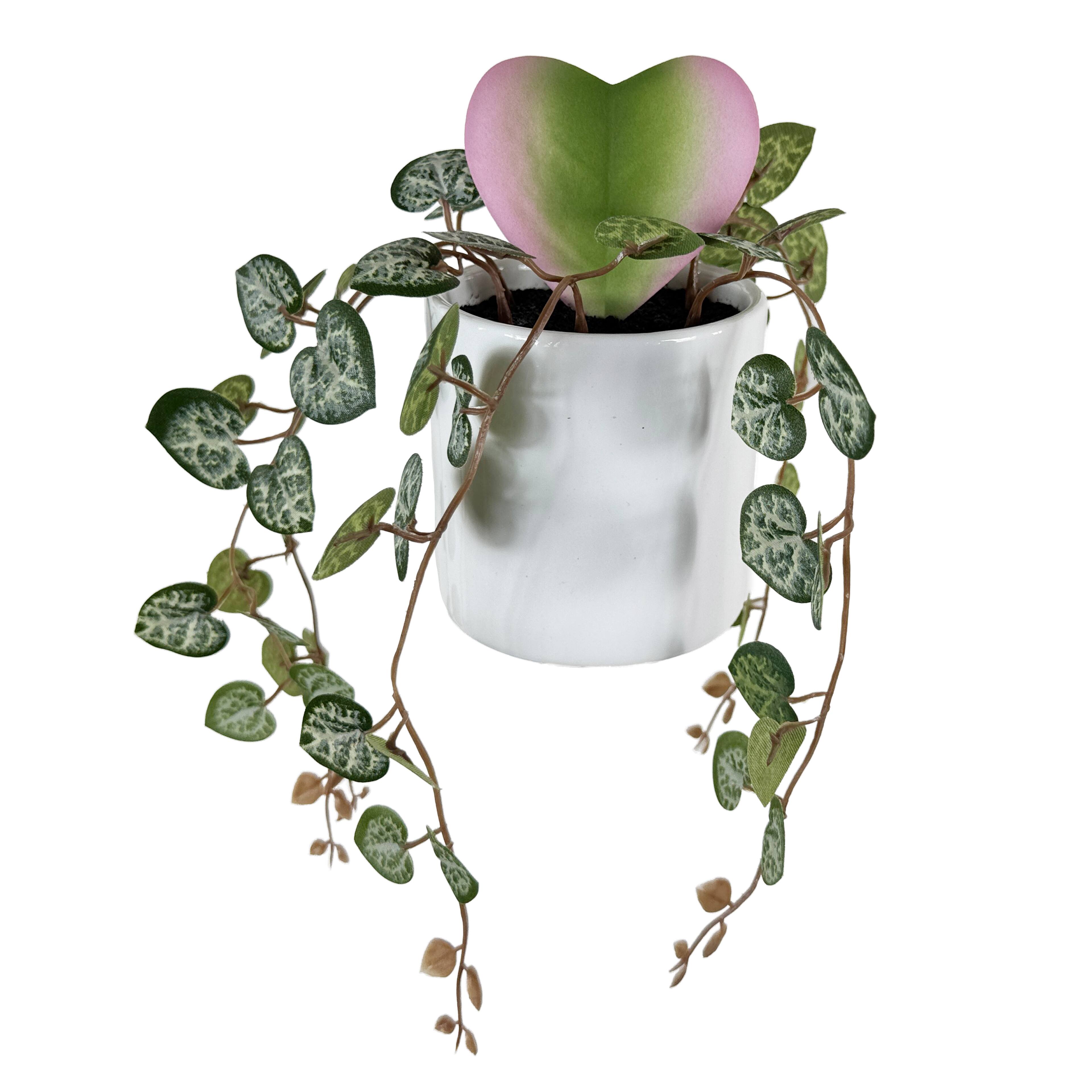 9" Hoya Heart in White Pot by Ashland®