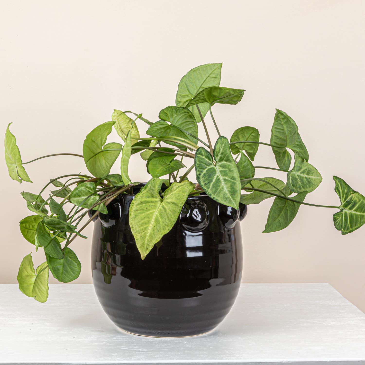 Hello Honey&#xAE; 10.5&#x22; Black Raised Dots Terra Cotta Planter