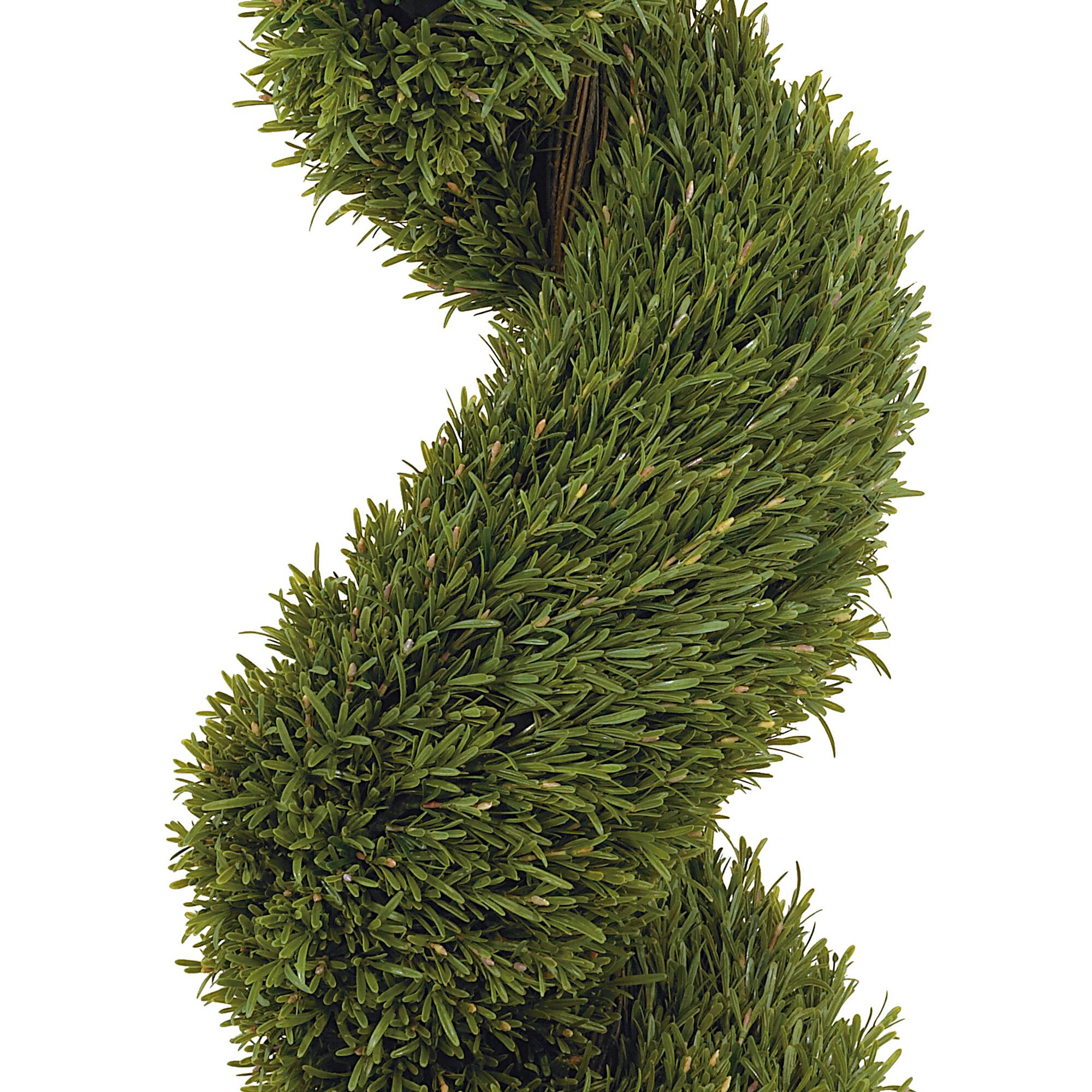 5ft. Potted Rosemary Spiral Tree