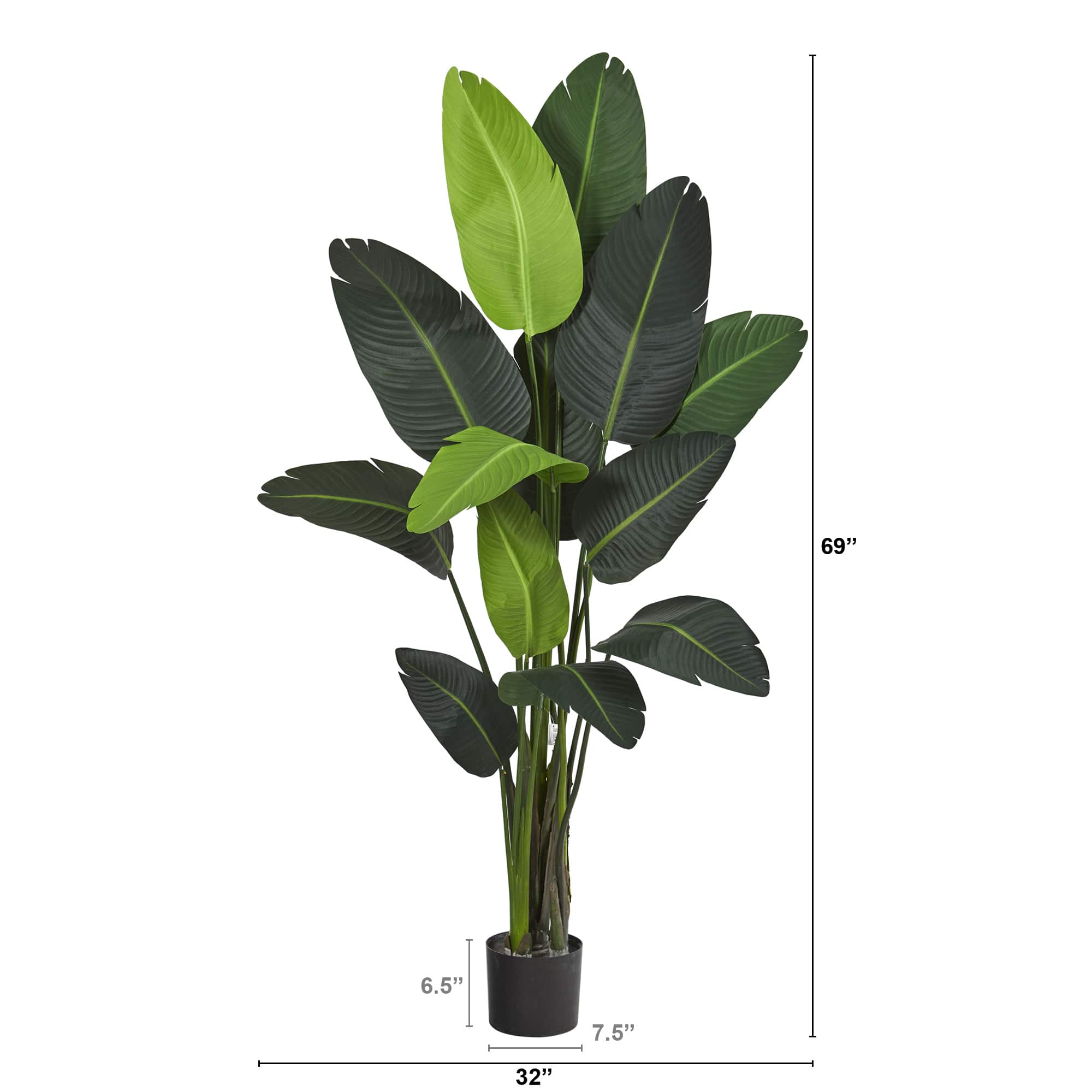 6ft. Potted Travelers Palm Tree
