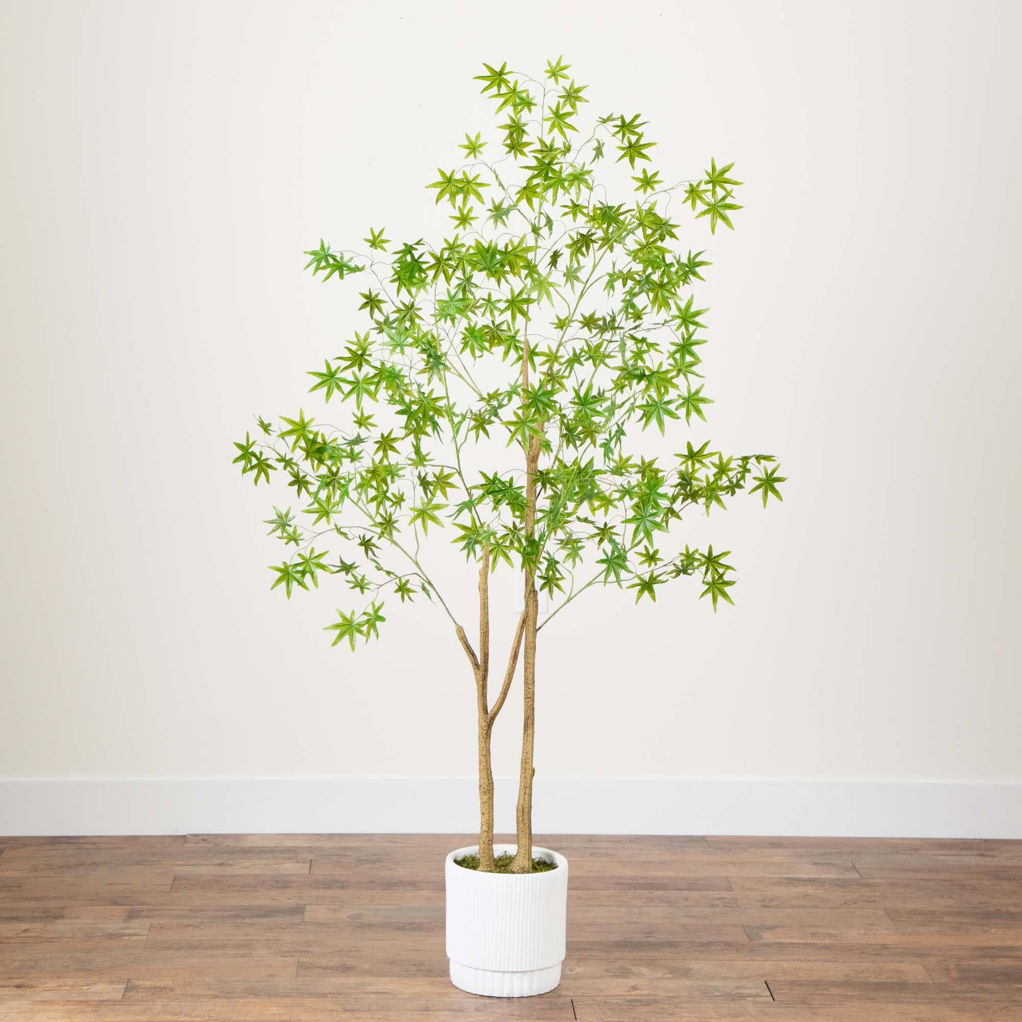 6ft. Maple Tree with White Planter