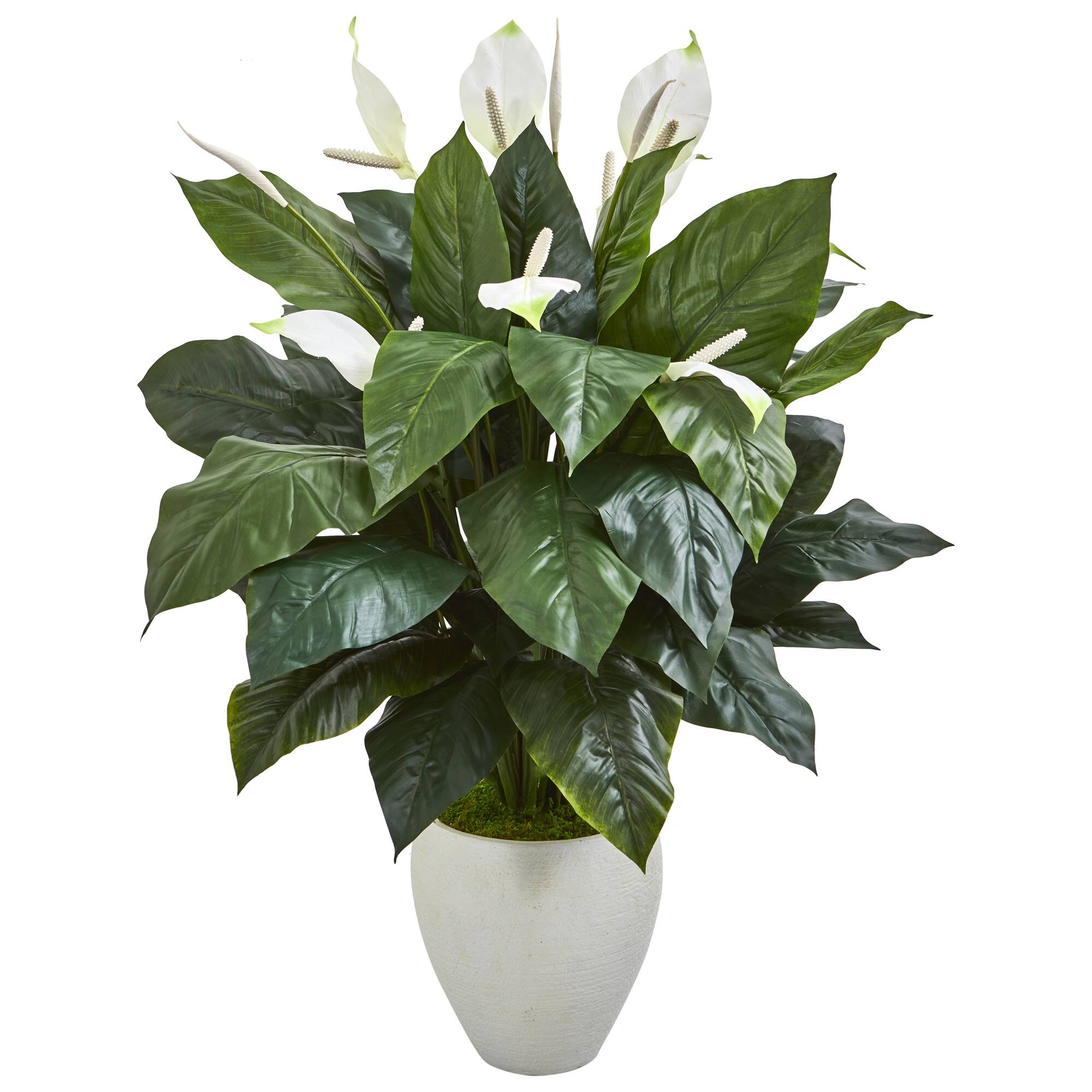 4ft. Peace Lily Plant in White Planter