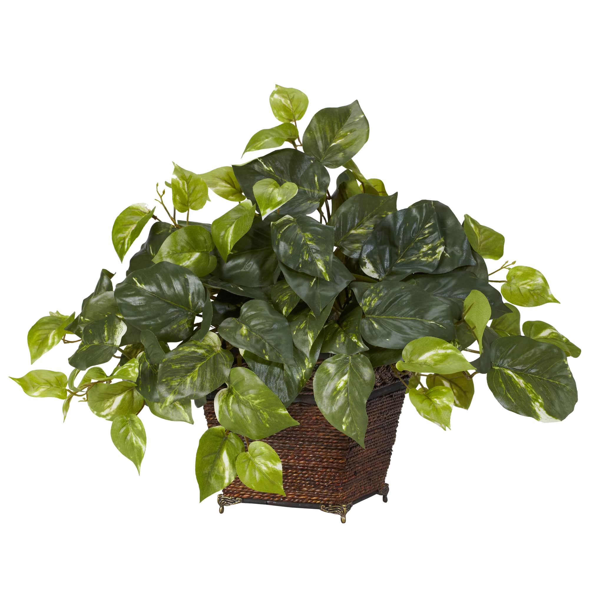 17" Pothos In Coiled Rope Planter