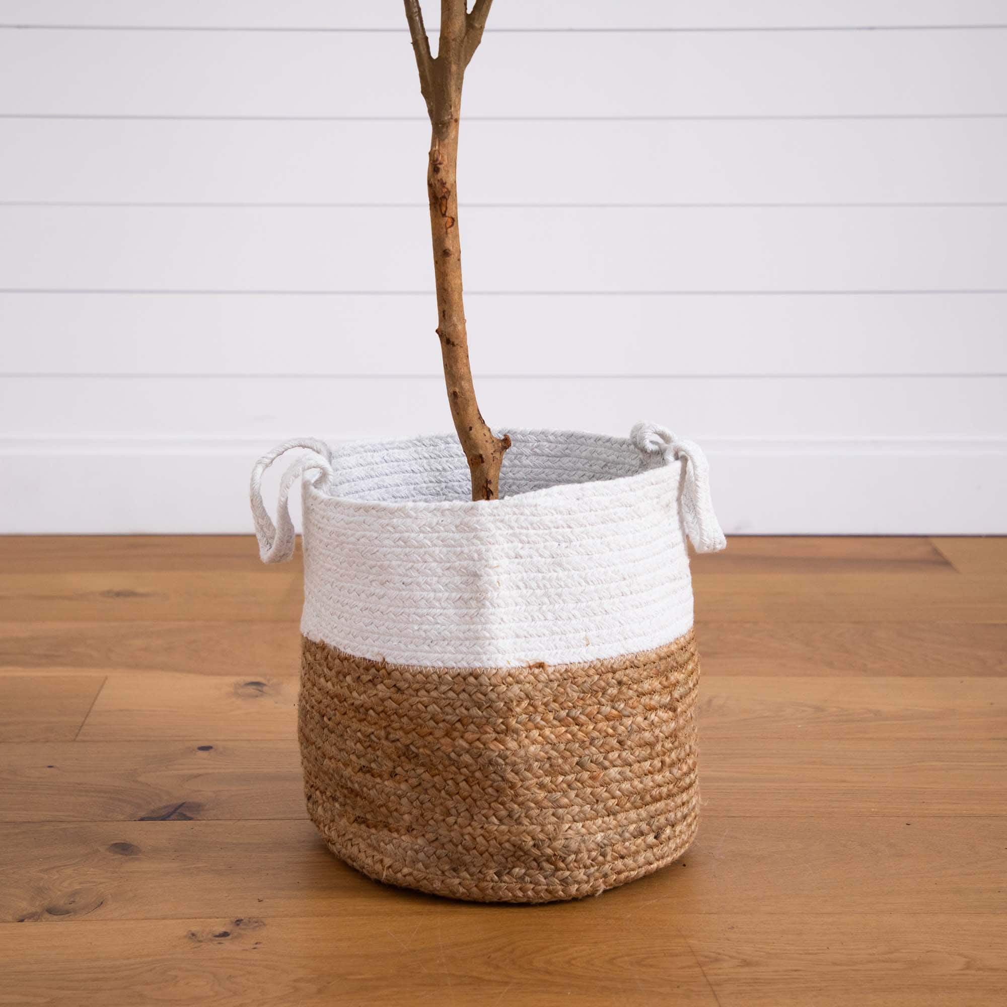 7ft. Olive Tree with Natural Trunk in Handmade Jute Basket