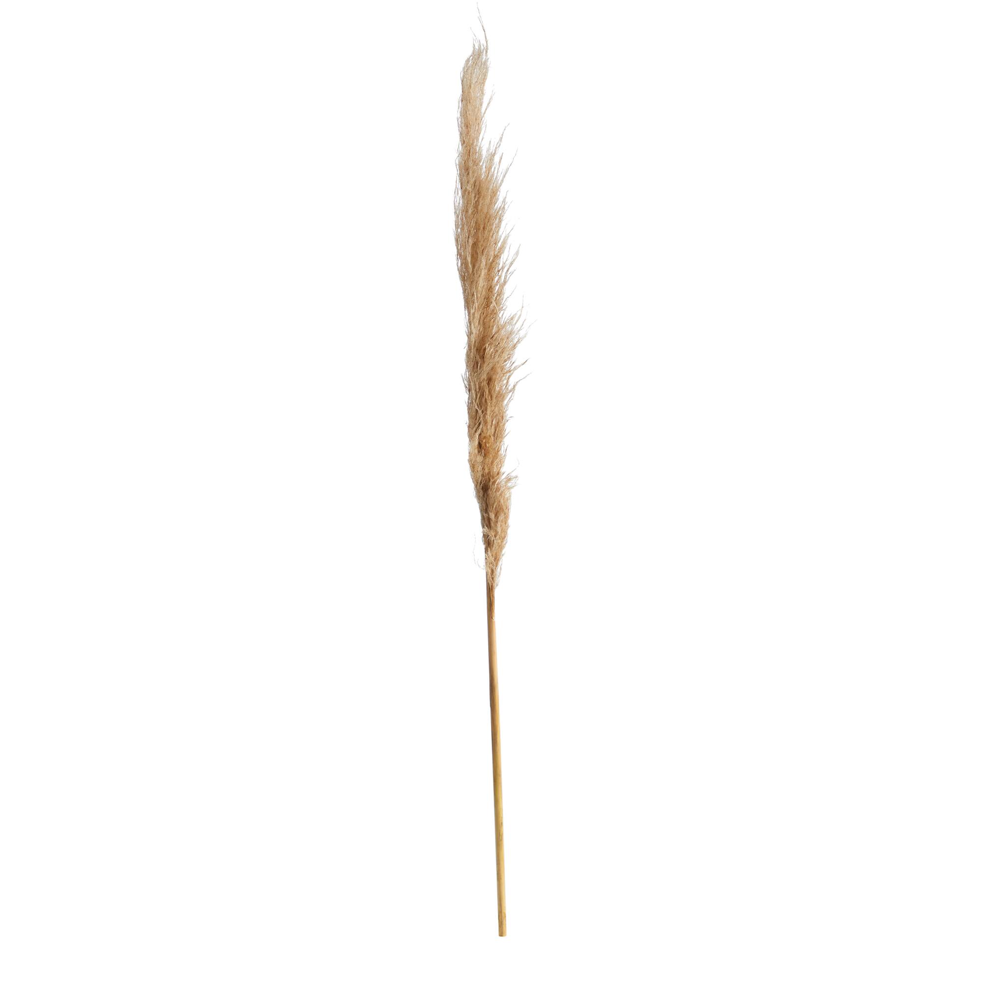 3ft. Dried Natural Pampas Grass Bundle, 2ct.