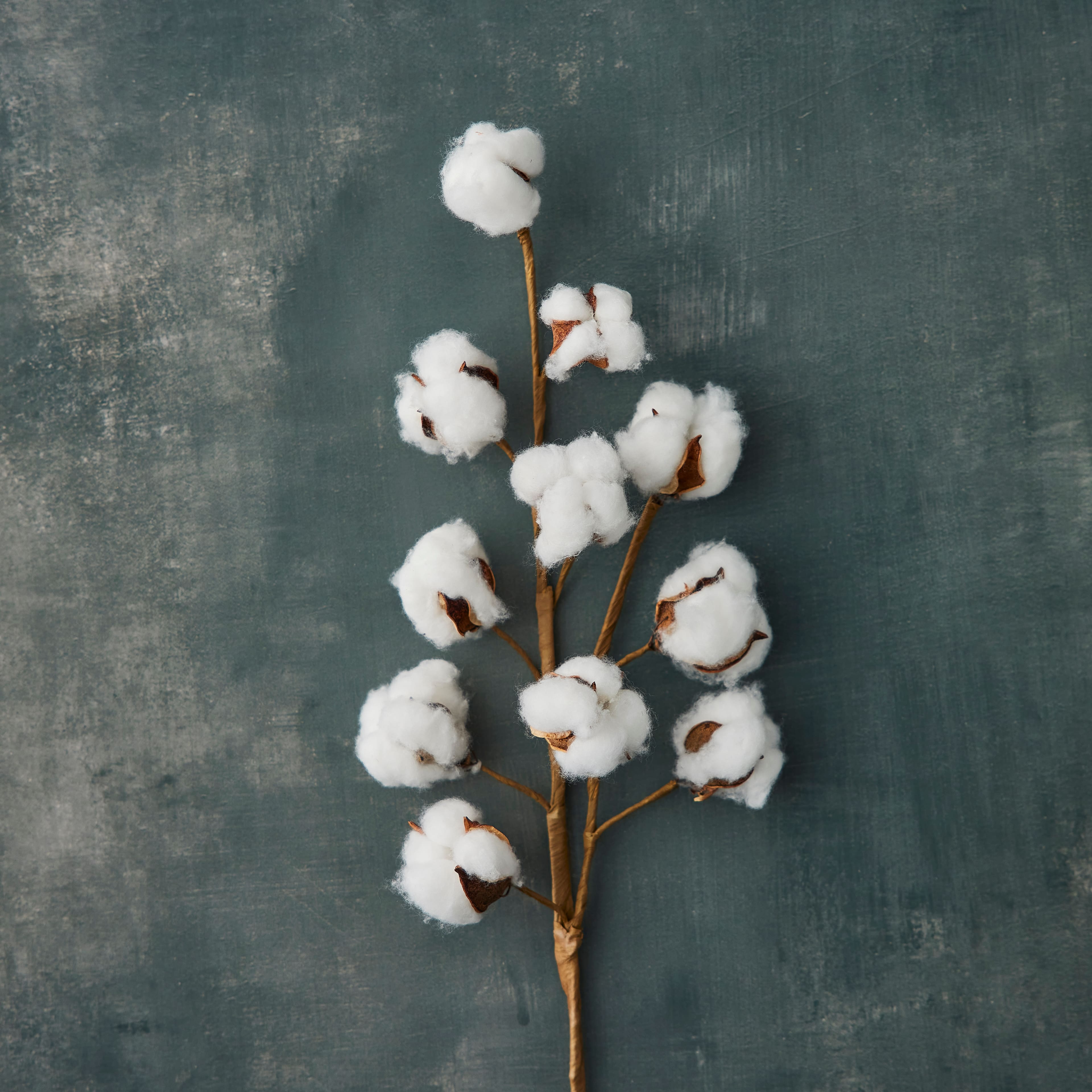 12 Pack: Cotton Stem by Ashland®
