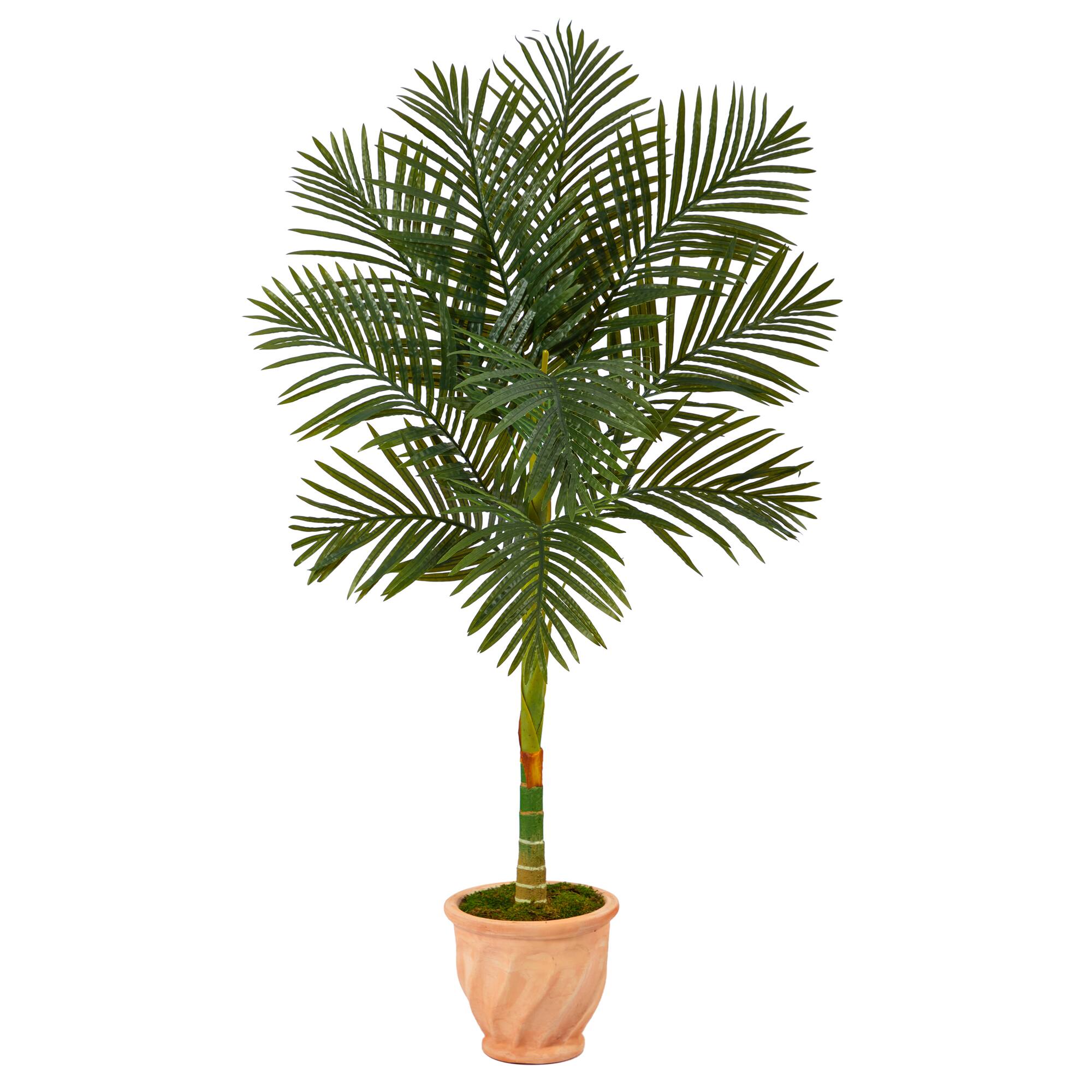 5ft. Golden Cane Palm Tree in Terra-Cotta Planter 