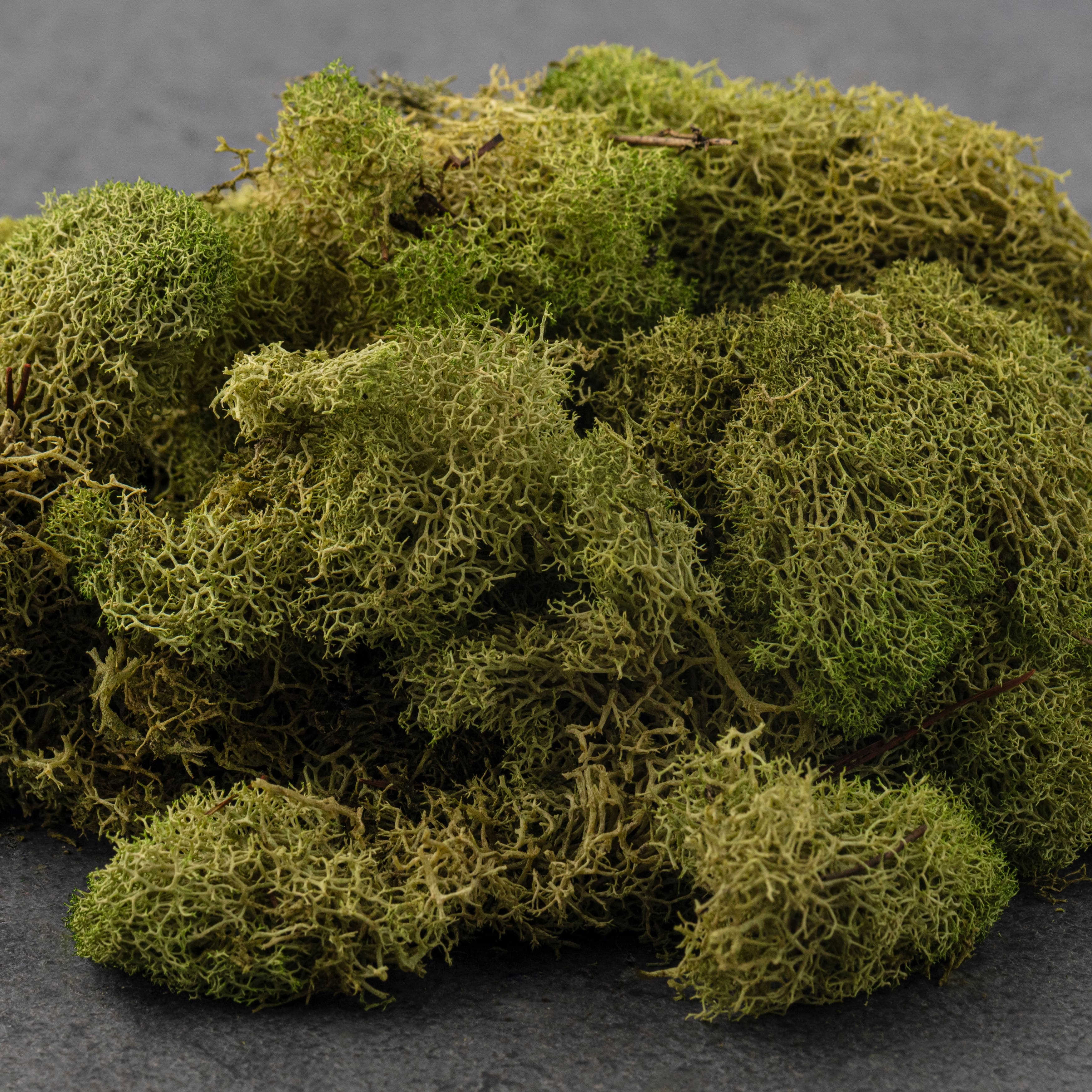 12 Pack: Spring Green Reindeer Moss by Ashland&#xAE;