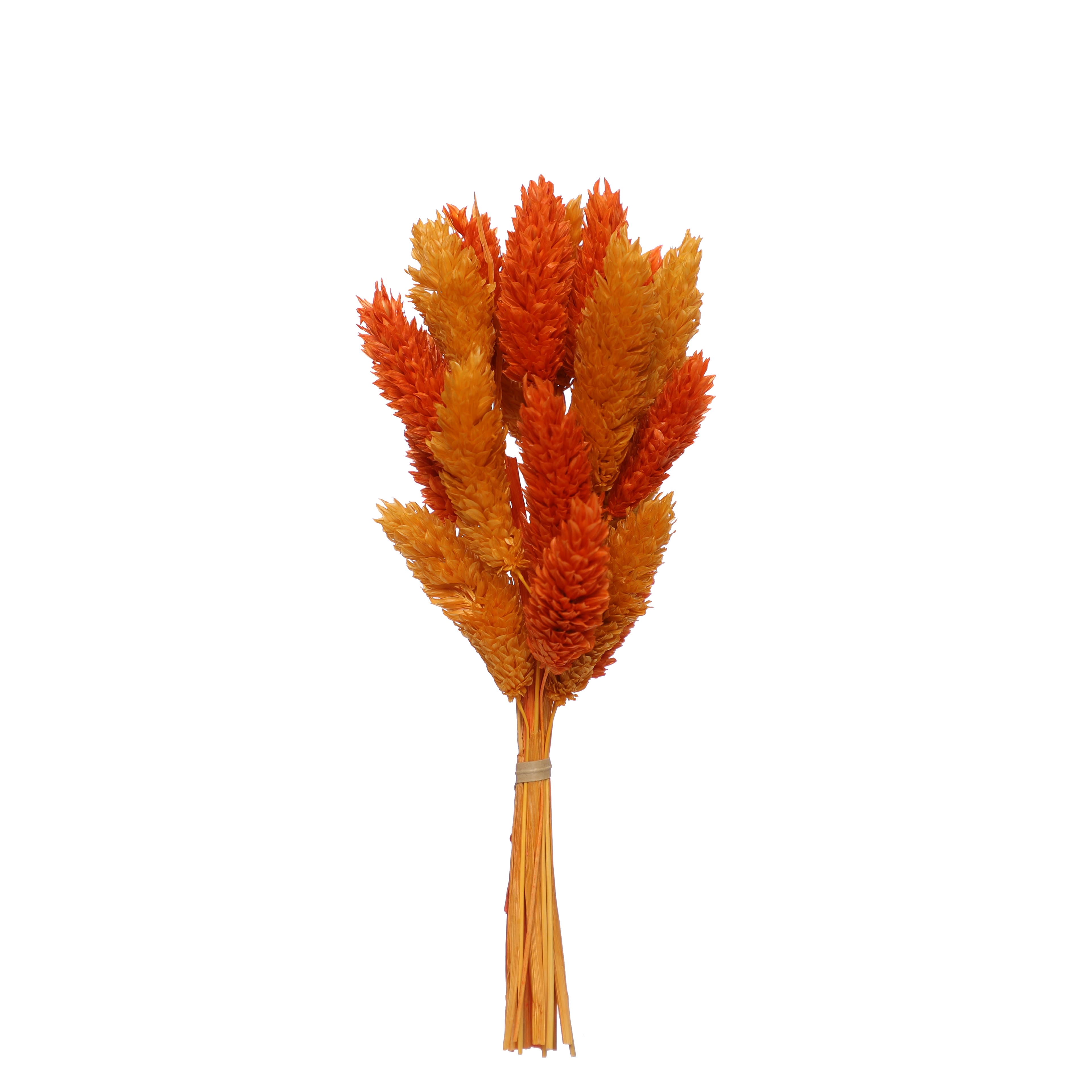 7&#x22; Orange &#x26; Yellow Dried Reed Canary Grass Mini Bundle by Ashland&#xAE;