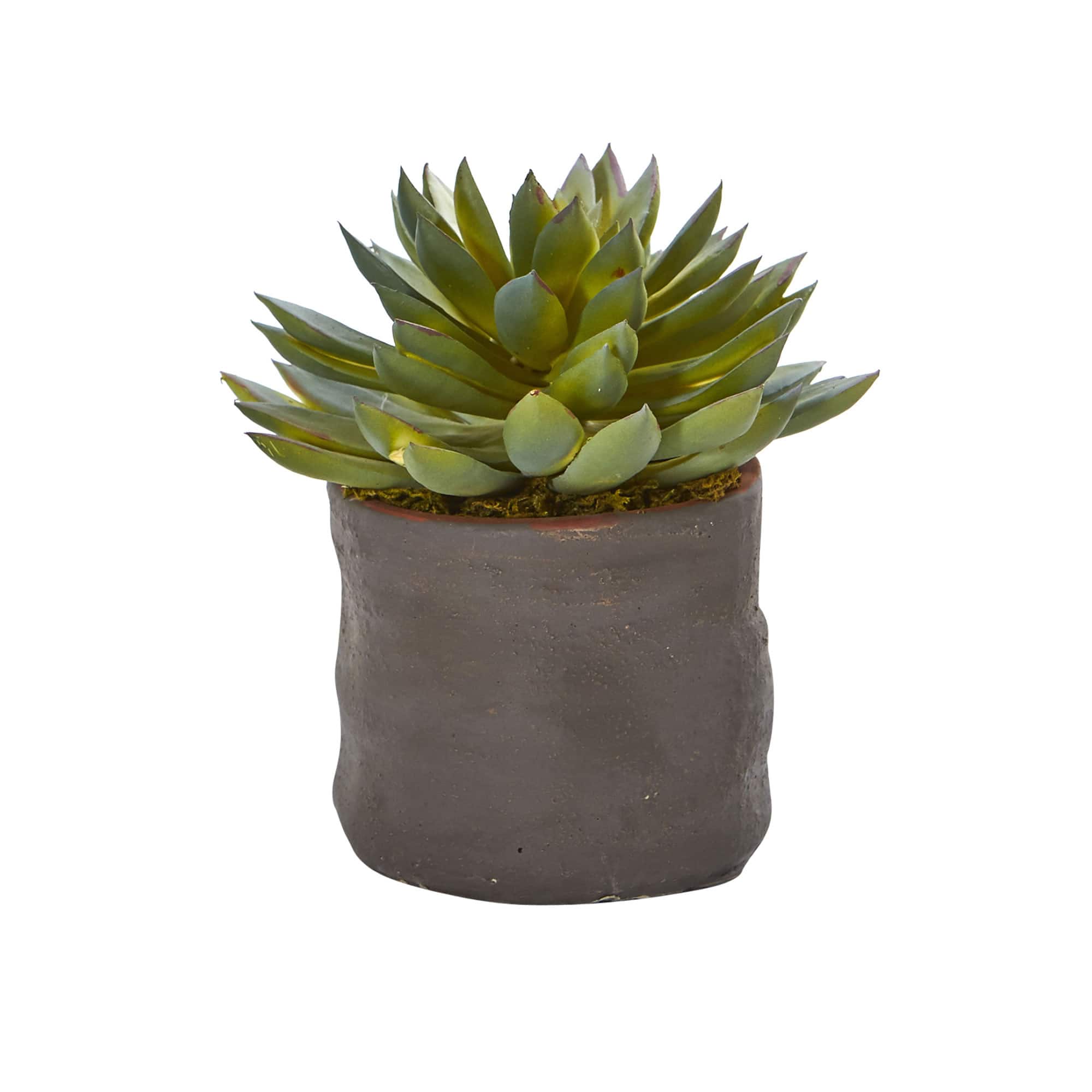 8" Succulent Trio in Gray Planter